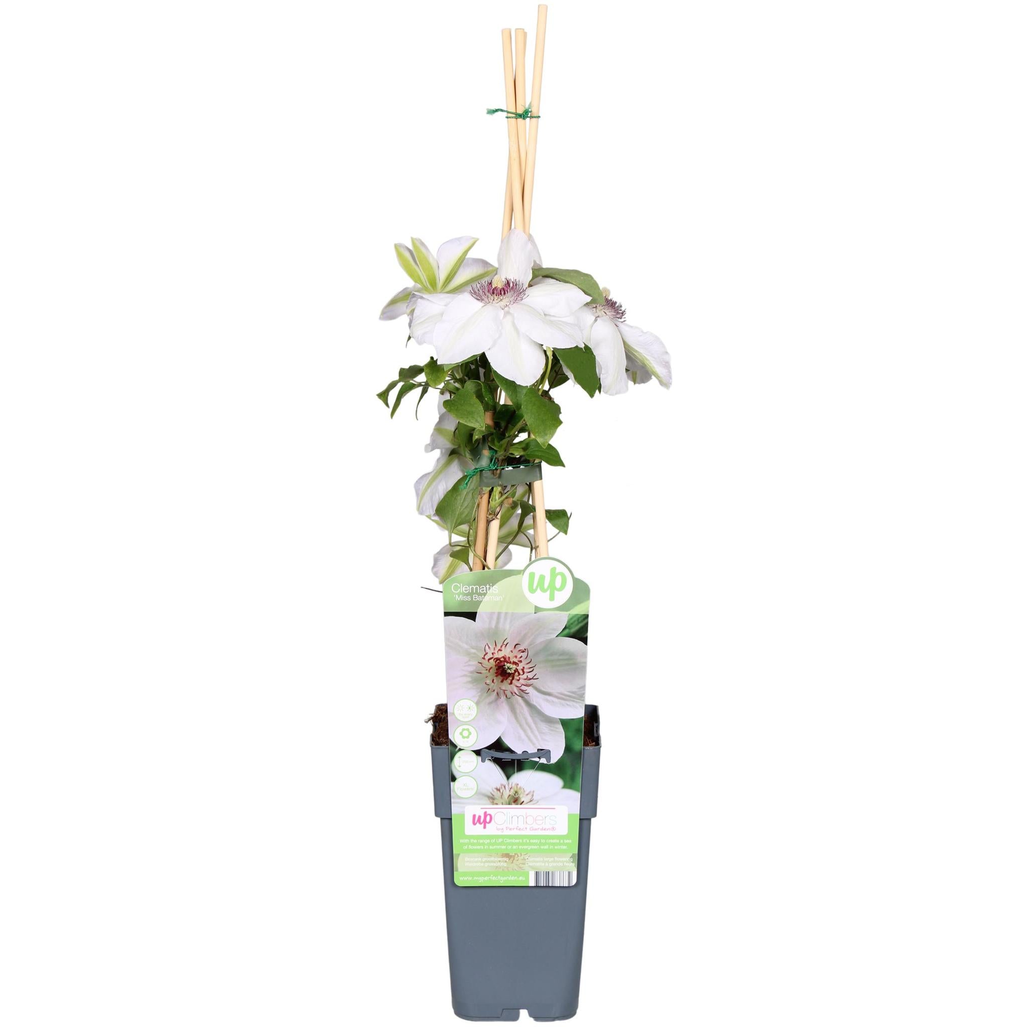 Clematis Miss Bateman - Clematis Wit
