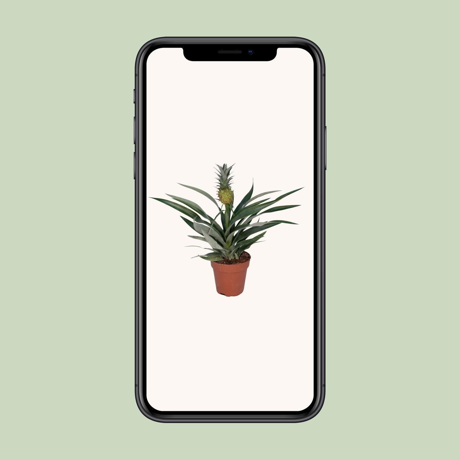 Bromelia Ananas