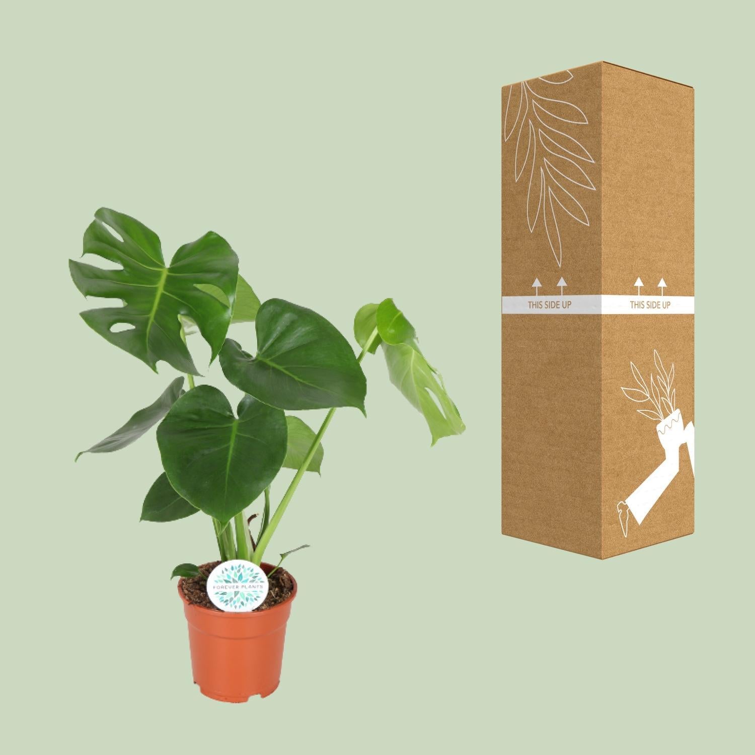Monstera Deliciosa - Gatenplant - 65cm - Ø21 - Ø17 - 55cm