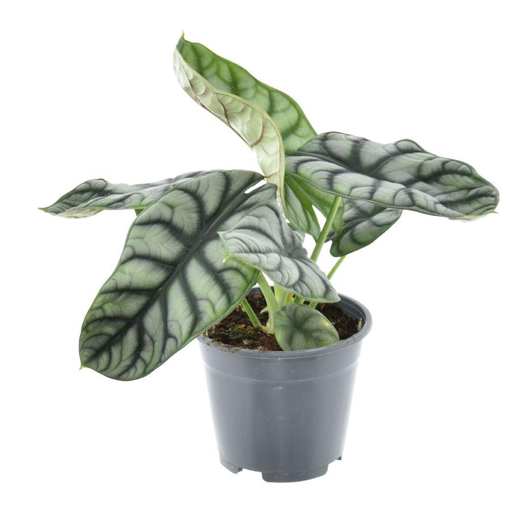 Alocasia Nebula Zilver Compacta - Ø14cm - ↕30cm