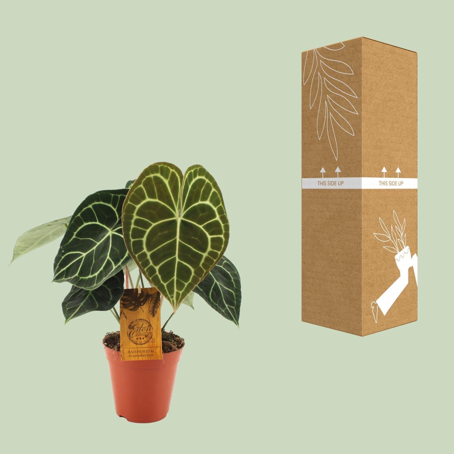 Anthurium Klarinervium - Ø15cm - ↕25cm