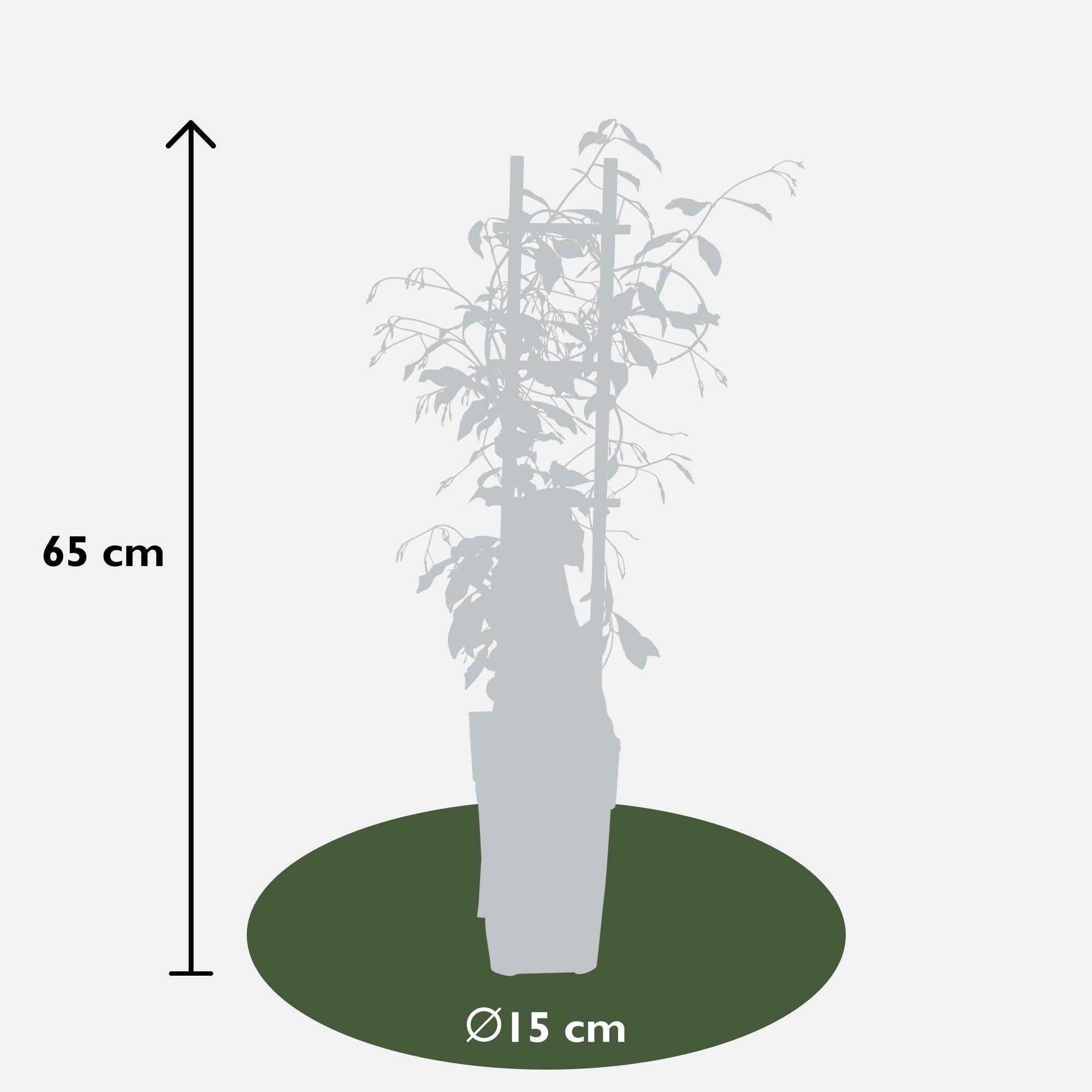 2x - Trachelospermum 'Ster van Venetië' - ?65cm - Ø15
