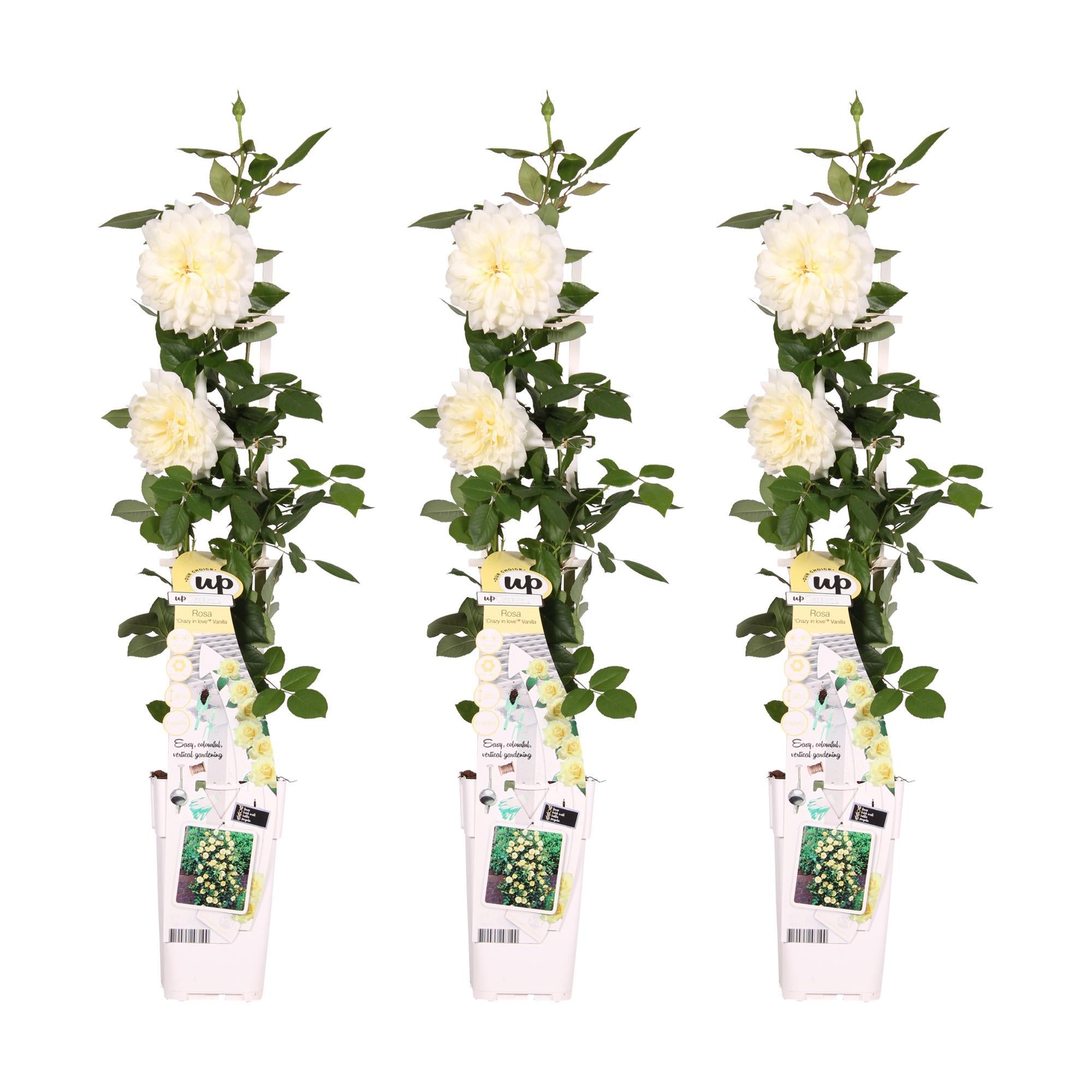 3x - Rosa Crazy in love 'Vanille' - ?65cm - Ø15