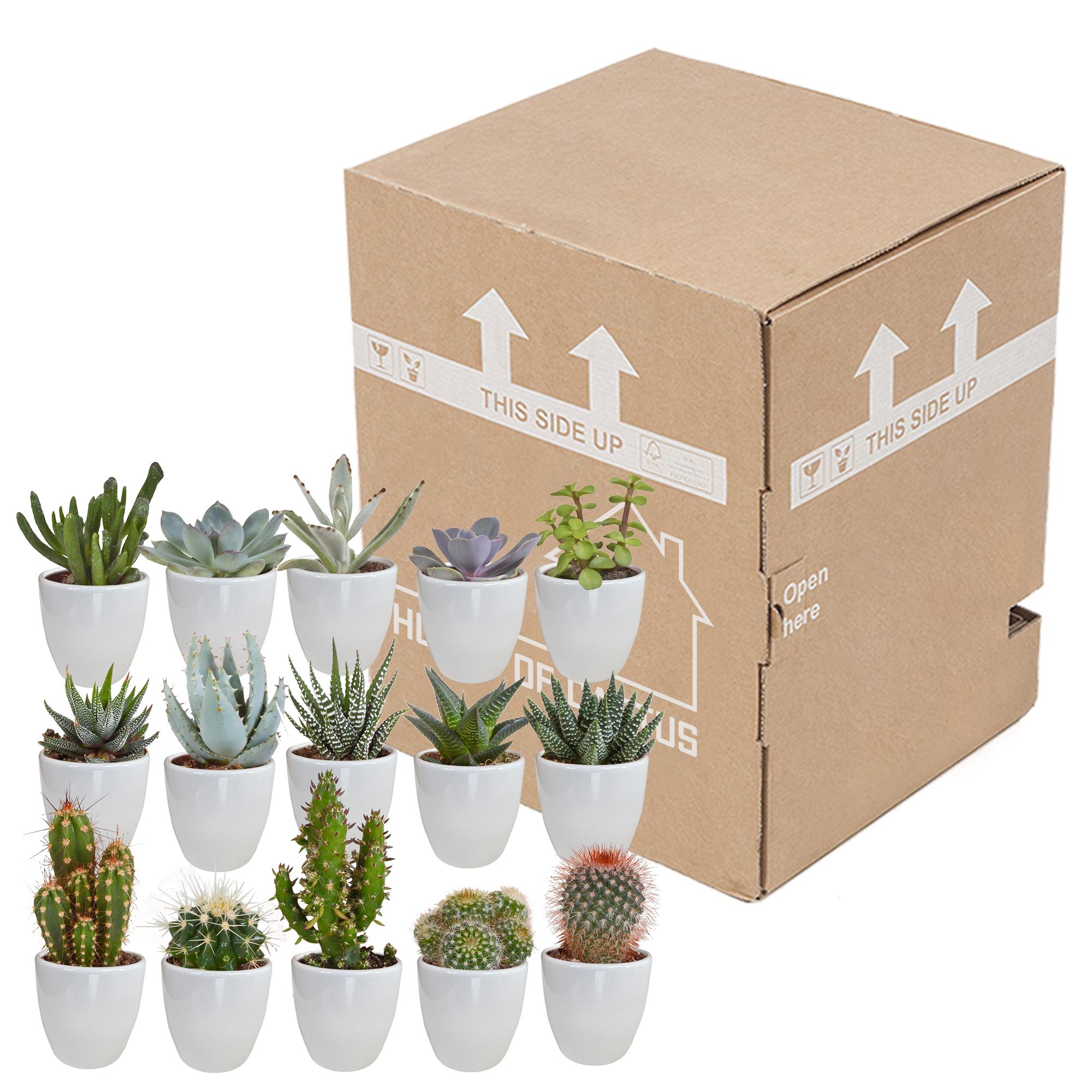 Cactus en vetplanten mix 5,5 cm | 15 Stück – im weißen Topf