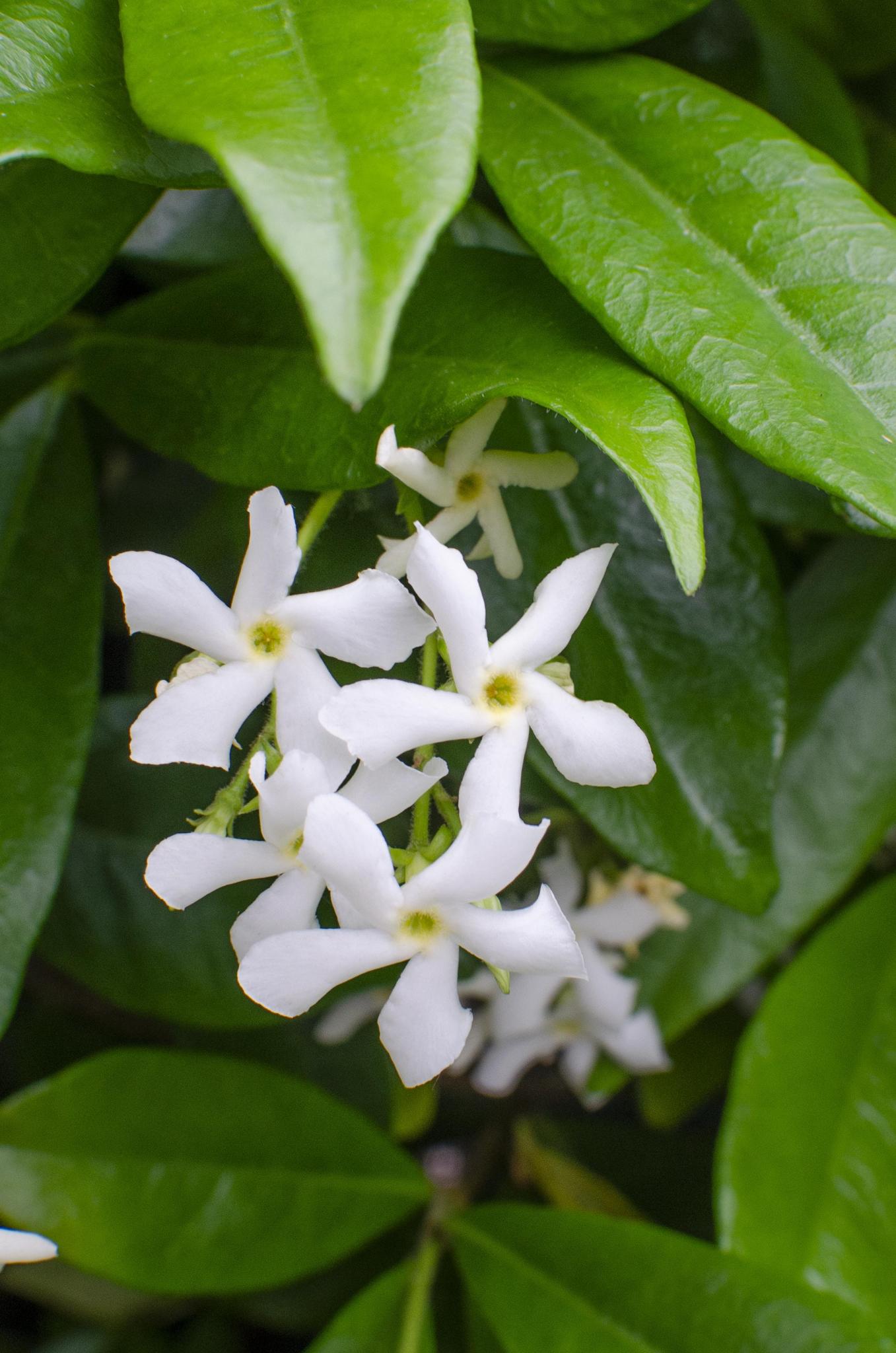2x - Trachelospermum 'Ster van Venetië' - ?65cm - Ø15