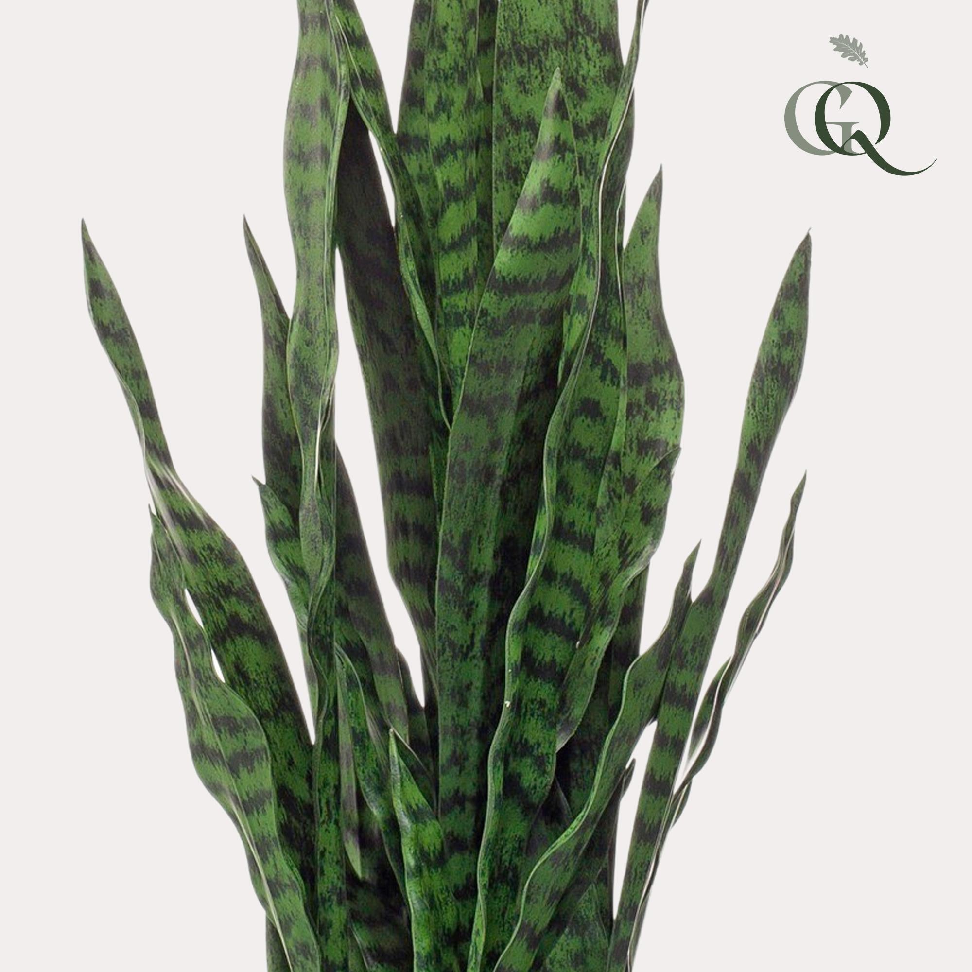 Kunstplant - Sanseveria zwart koraal - Vrouwentong - 97 cm