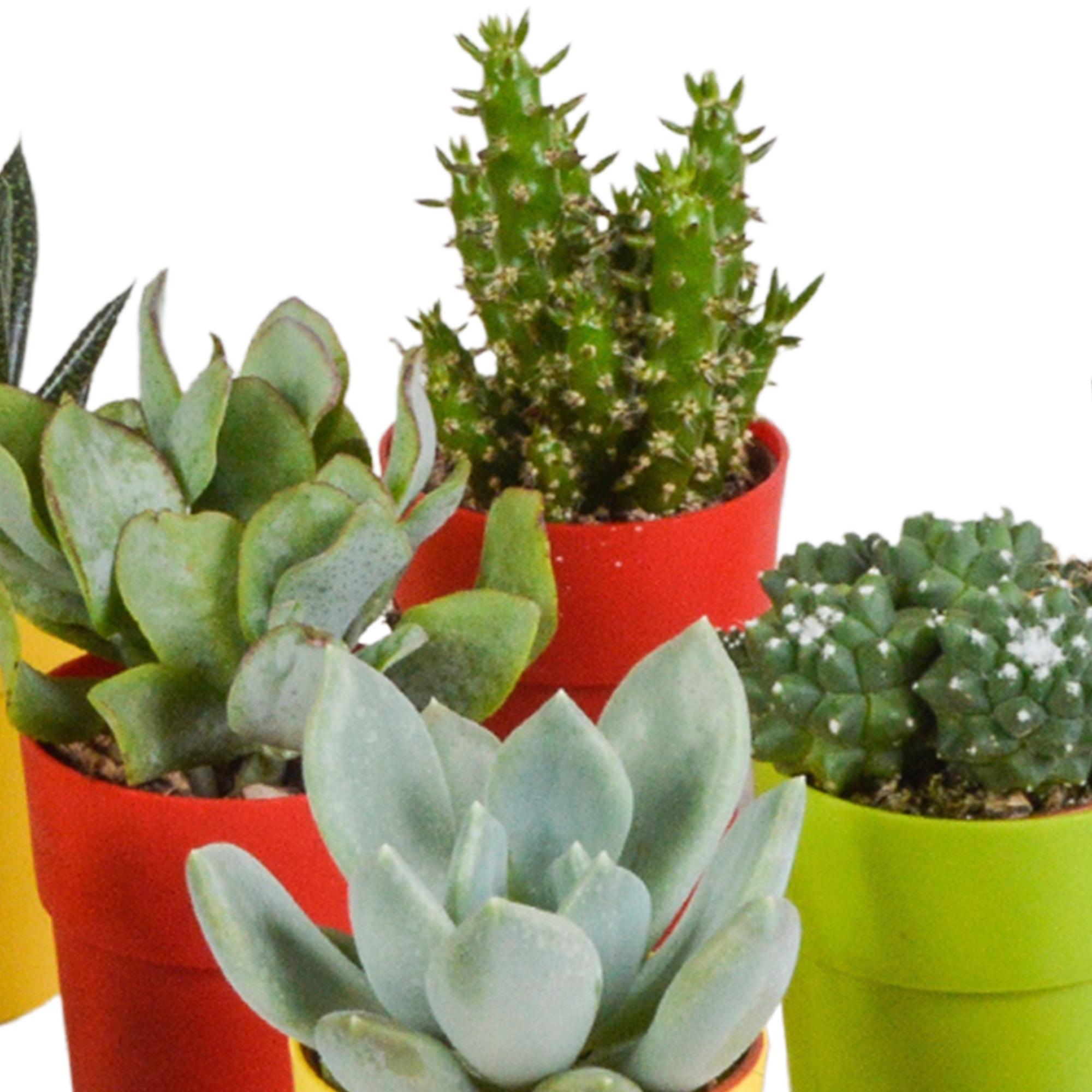Cactus en vetplanten mix 5,5 cm | 15 Stück – im bunten Plastiktopf