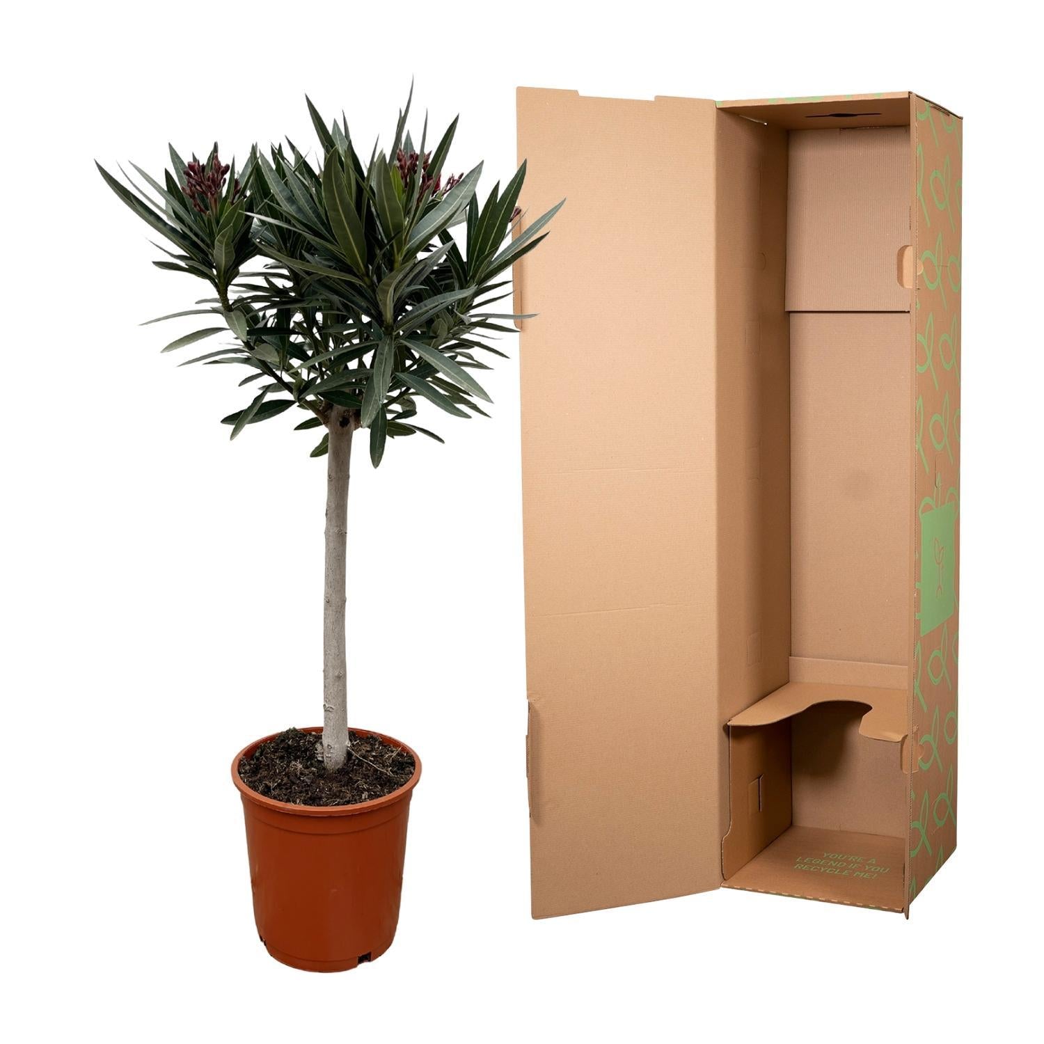 Nerium Oleander auf Stamm mit rosa Blüten – 90 cm – Ø22