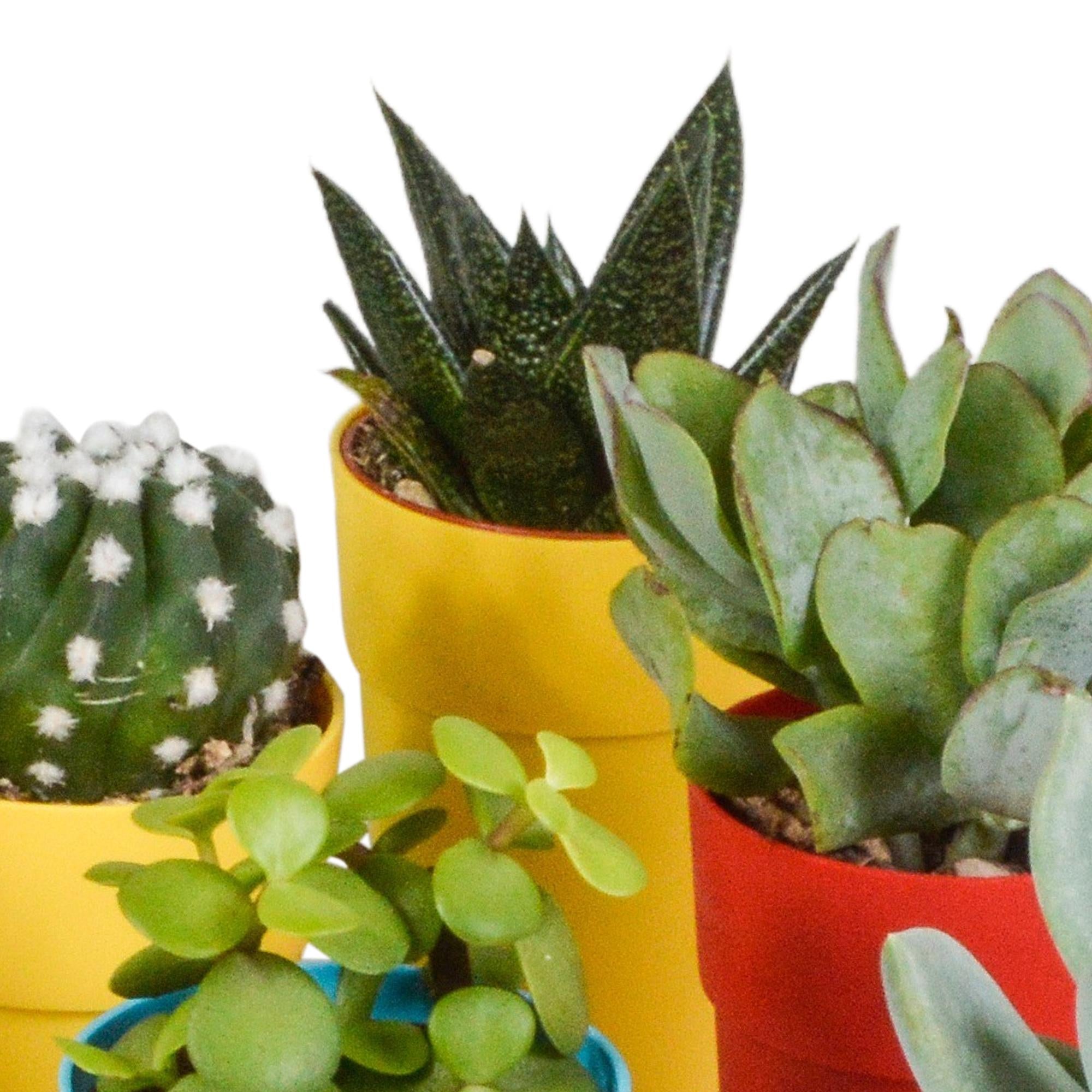 Cactus en vetplanten mix 5,5 cm | 15 Stück – im bunten Plastiktopf
