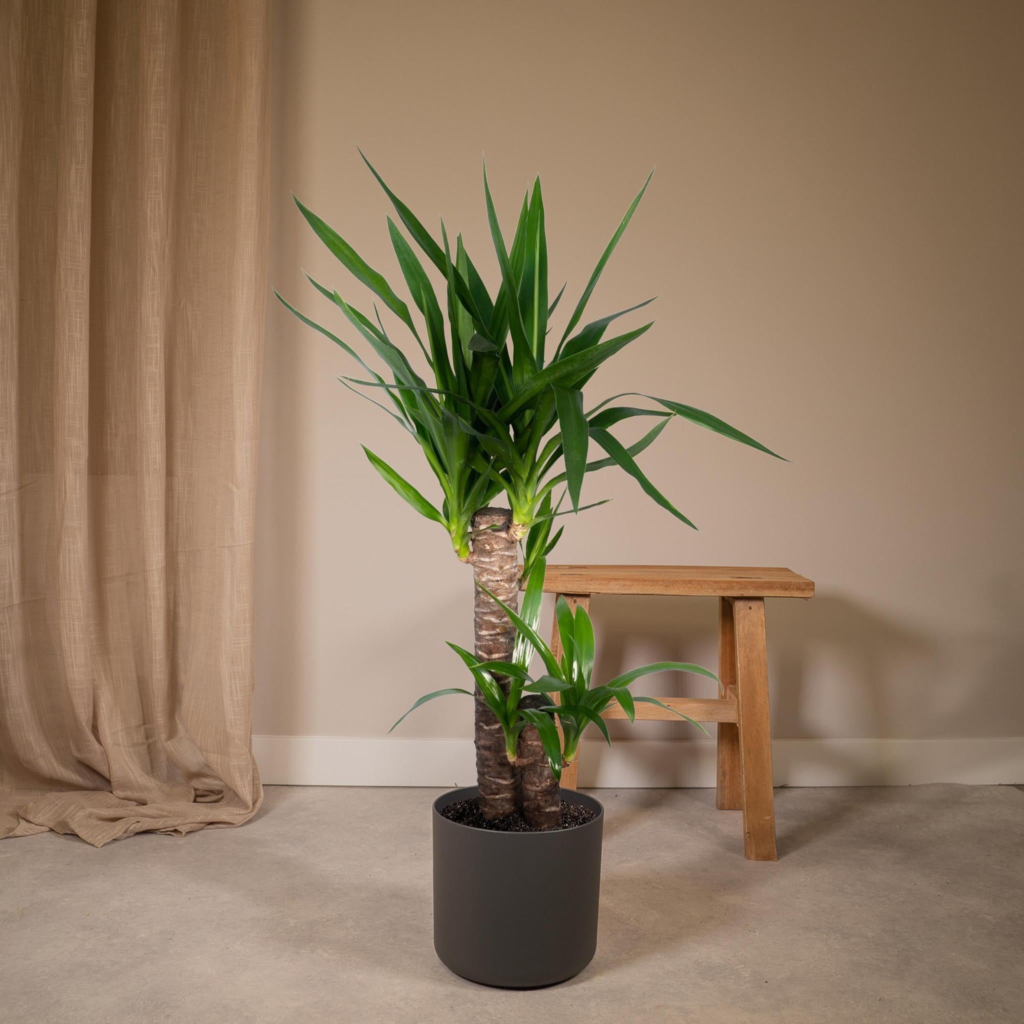 Yucca Olifantspoot - Ø17 - ?85cm