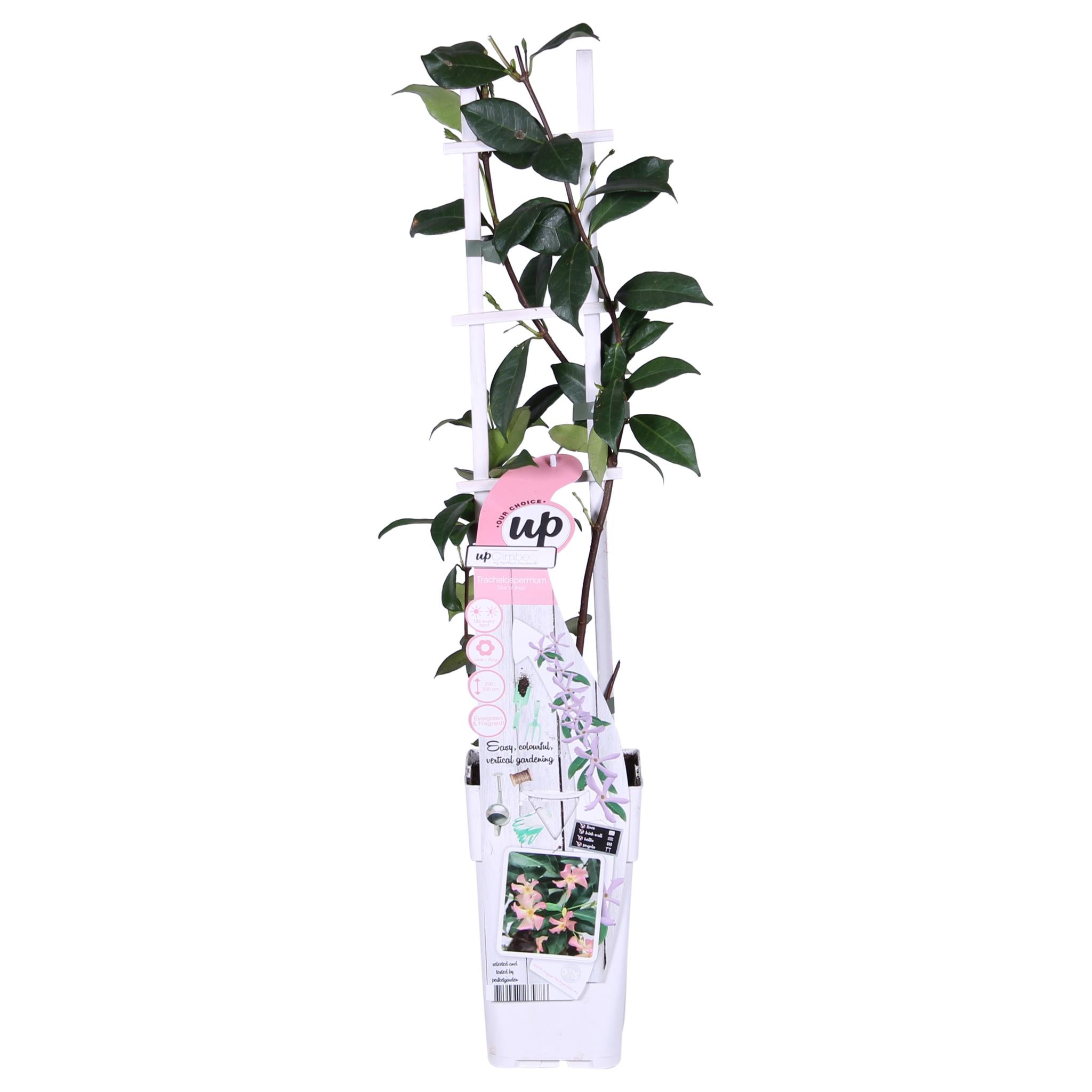 2x - Trachelospermum 'Ster van Ibiza' - ?65cm - Ø15