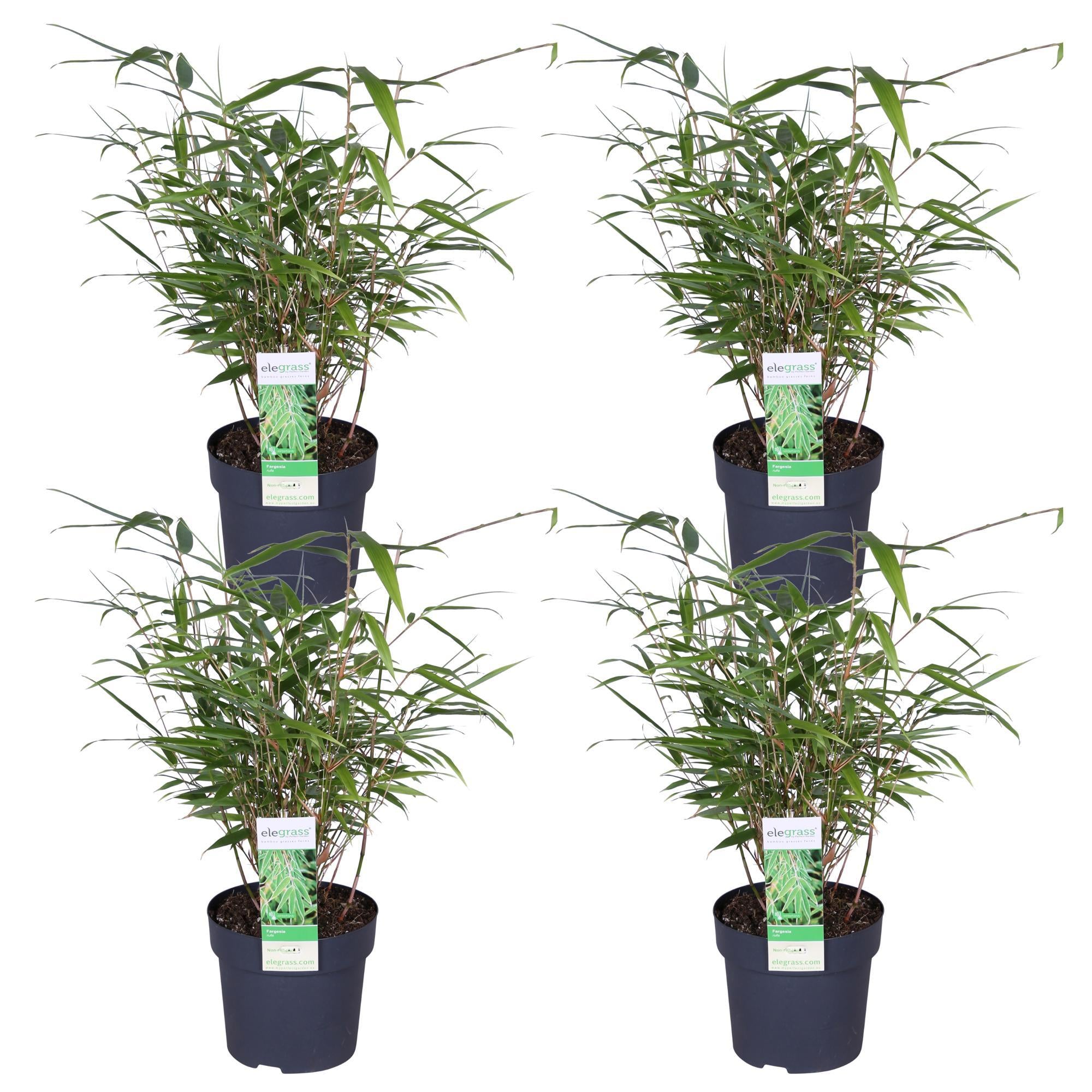 4x Fargesia rufa - ?40cm - Ø14