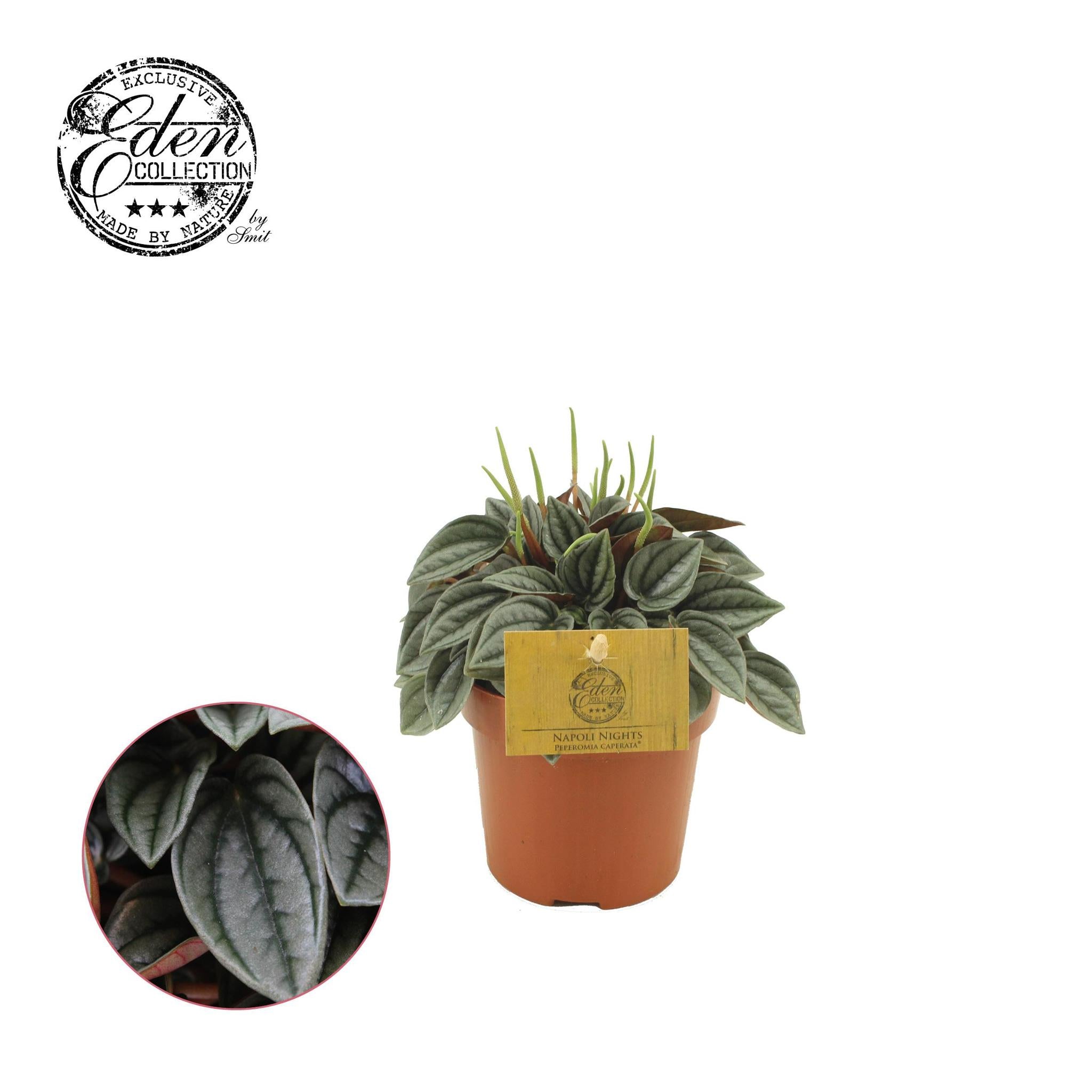 Peperomia Napoli Nachten 10,5cm - Ø10,5cm - ↕15cm