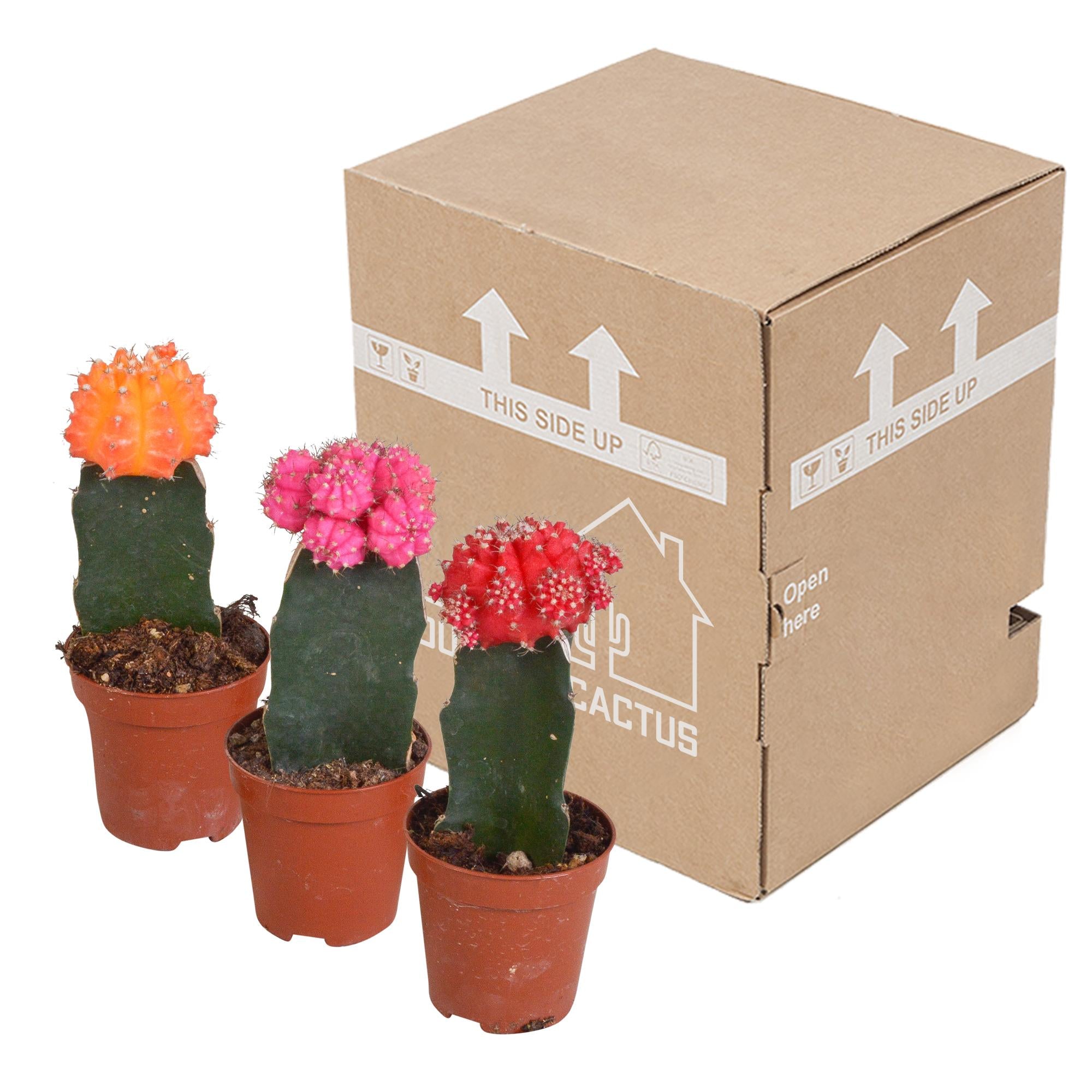 Euphorbia meloformis variegata - Gymnocalycium-Mischung - 5,5cm - 3x