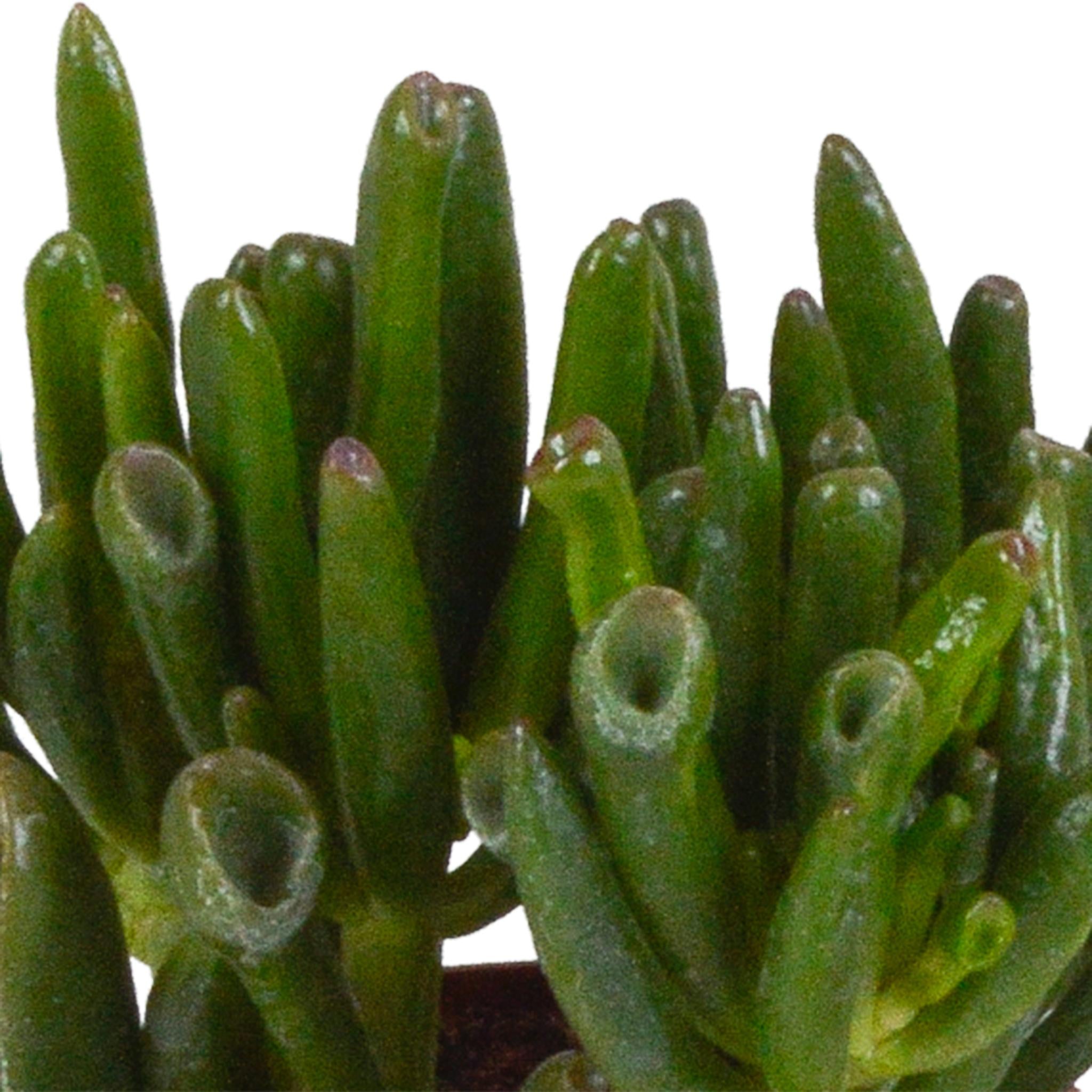 Crassula mix 8,5 cm - 3x - in witte pot