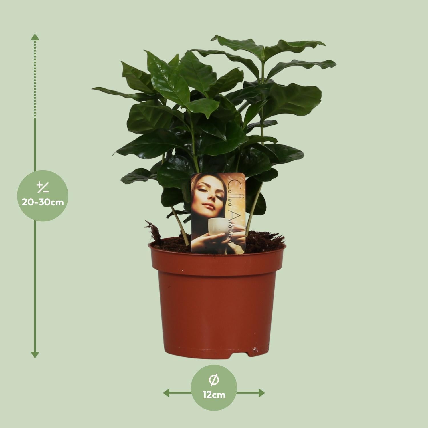 Koffie Arabica - Ø12cm - ↕25cm