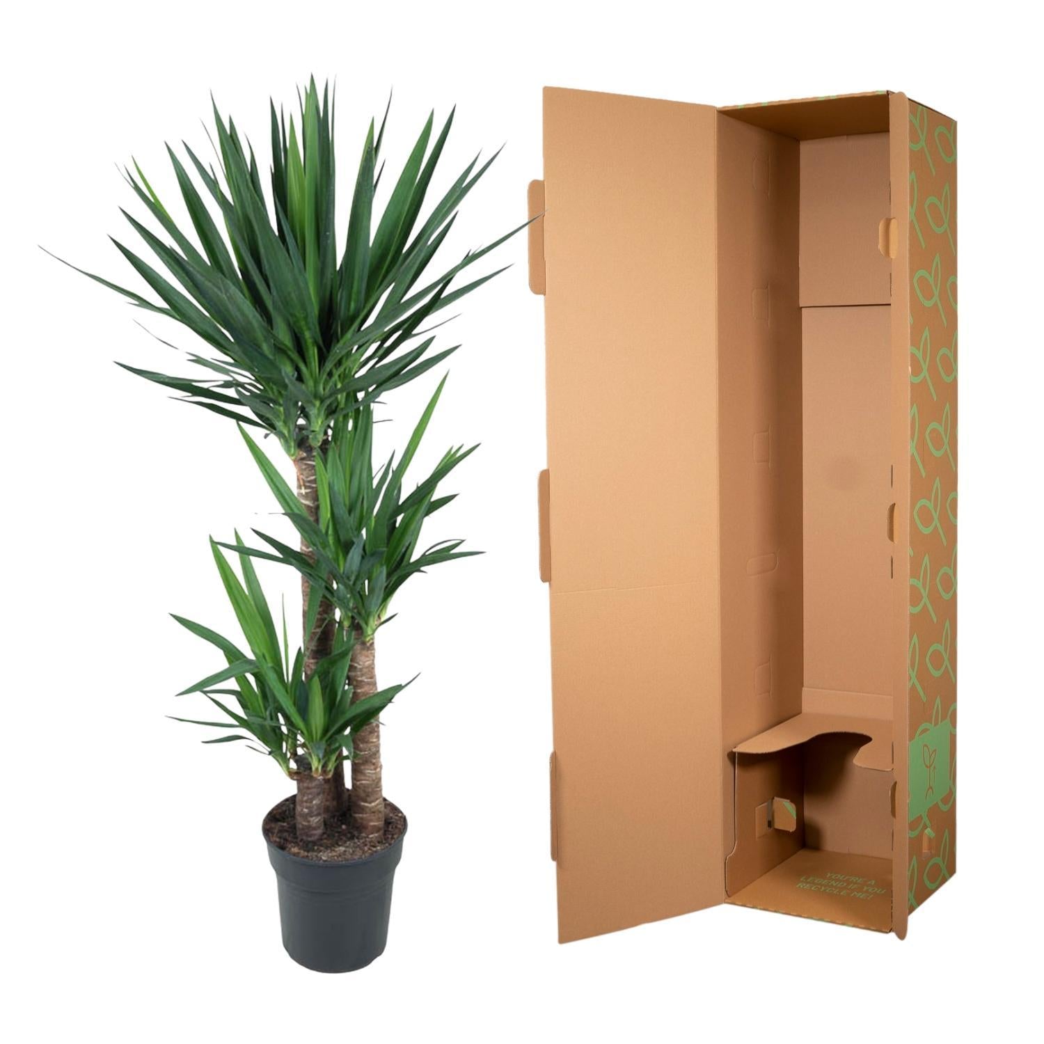 Yucca Olifantspoot - 140 cm - ø27
