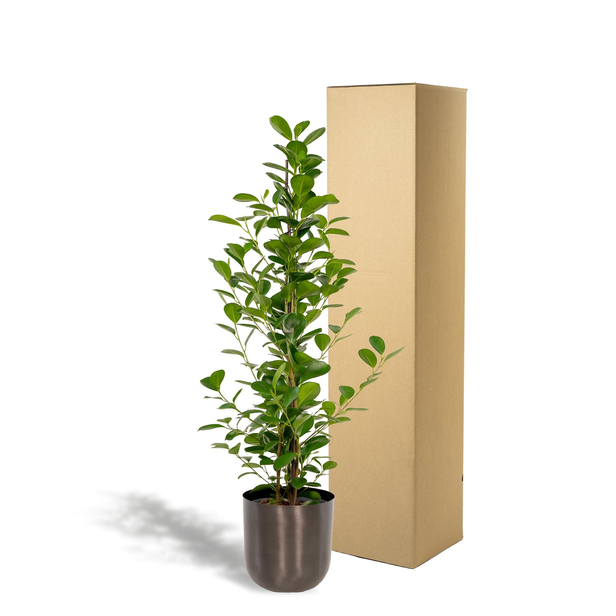 Ficus microcarpa Moclame - Ø21cm - ↕95cm + Topf Mayk Blei