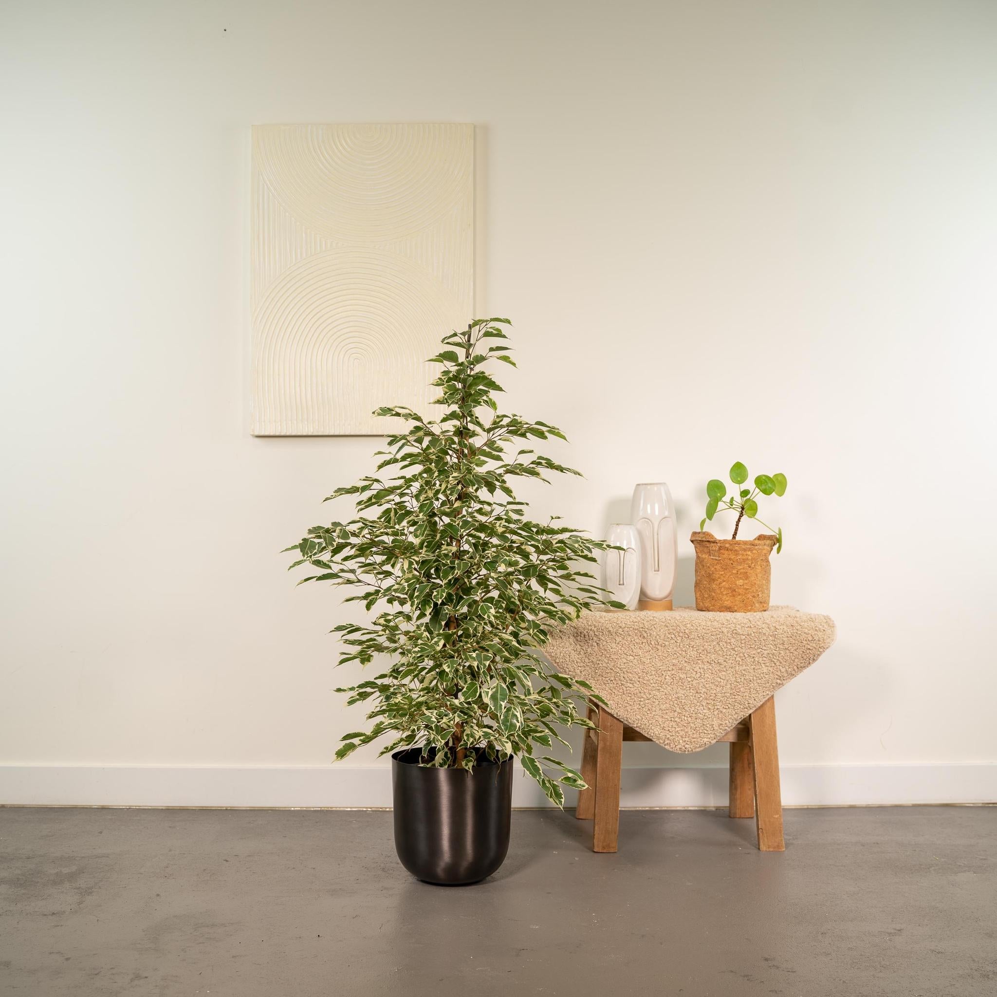 Ficus benjamina Twilight - Ø21cm - ↕95cm + Pot Mayk Lood