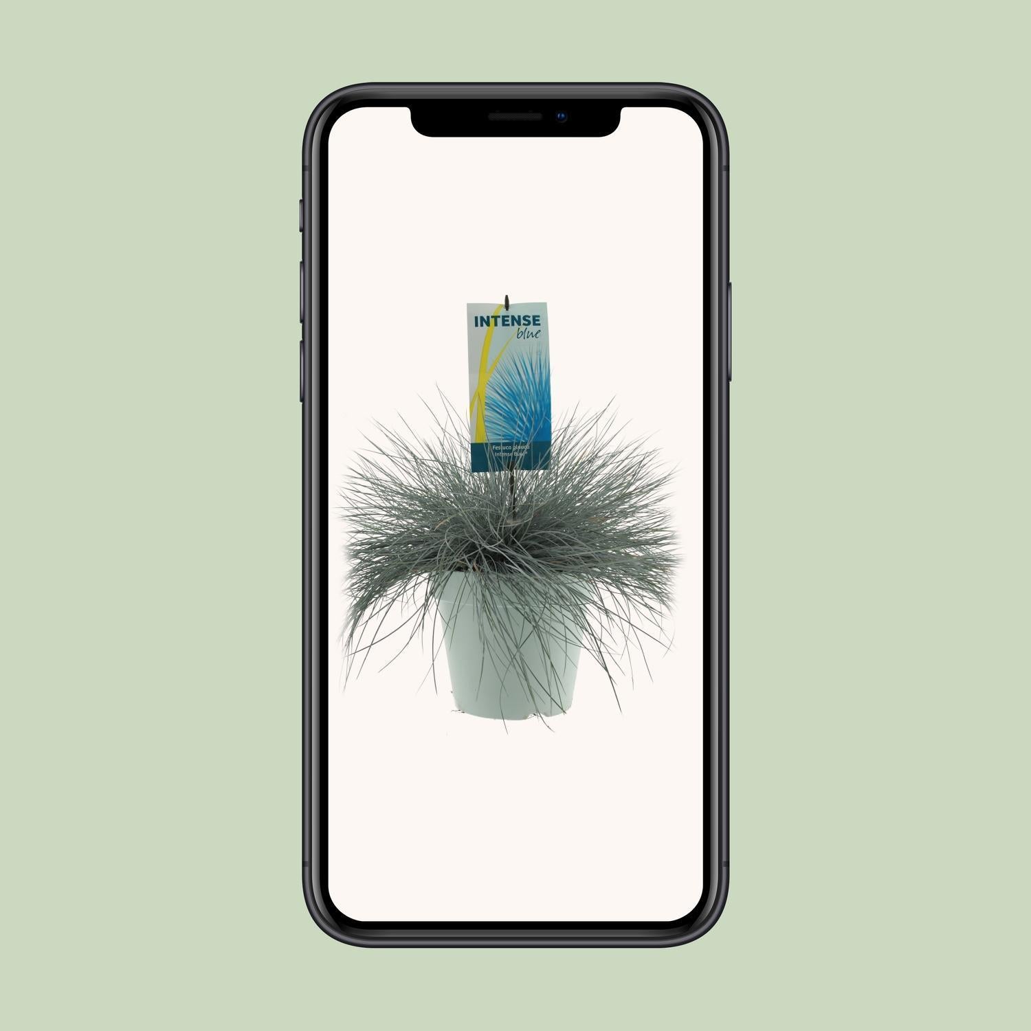 Festuca Glauca Intens Blauw - Ø23cm - ↕50cm
