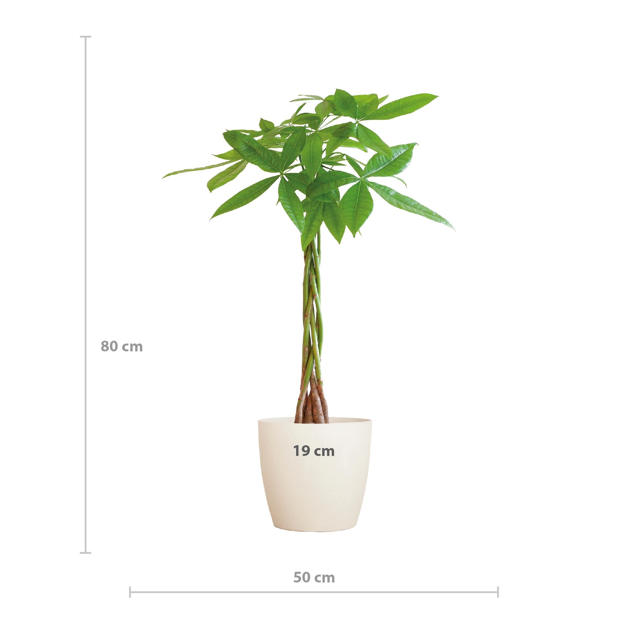 Pachira Aquatica mit Viber weiß - 80cm - Ø21