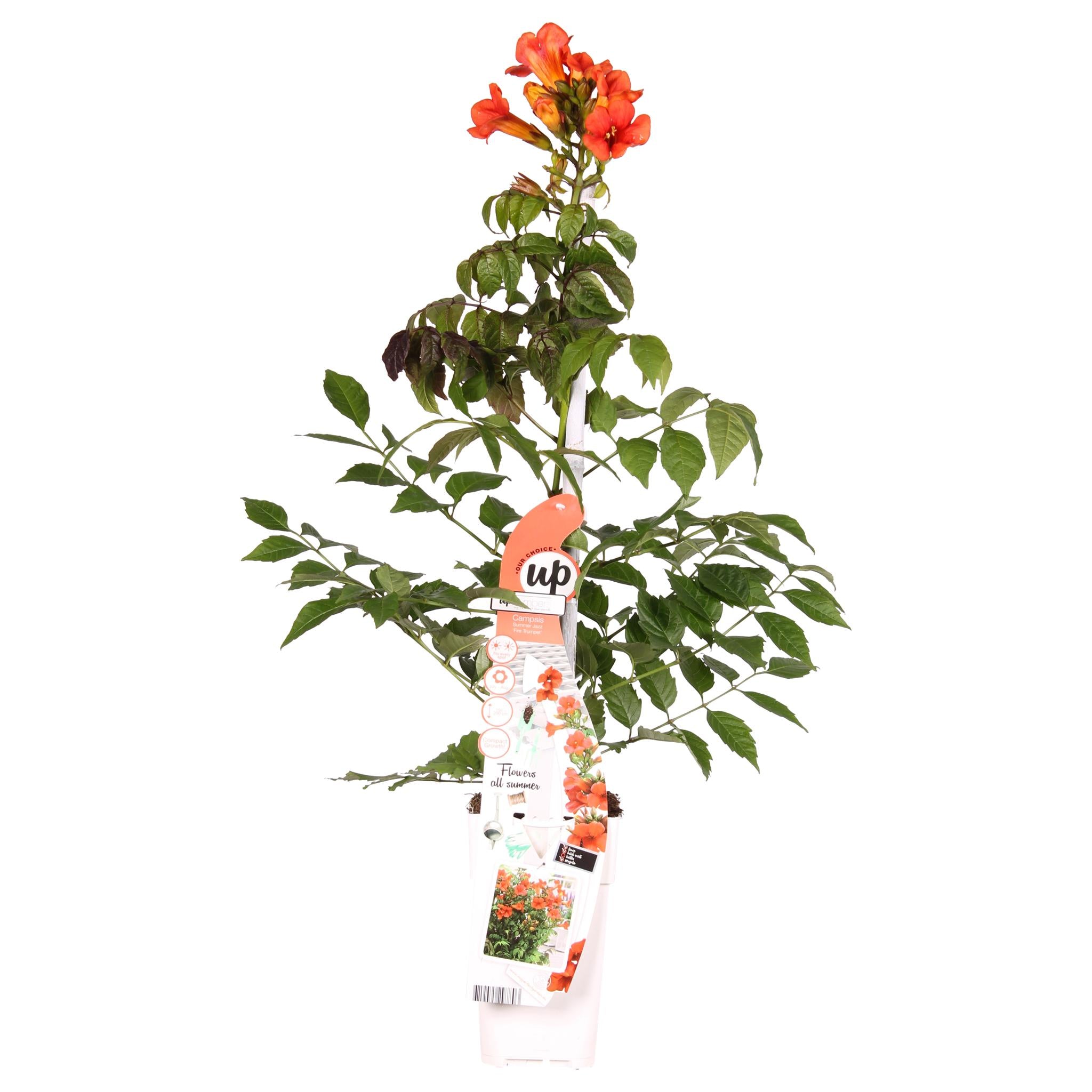 Campsis Summer Jazz Fire Trompet - Trompetbloem Rood - Ø15 - ?65cm