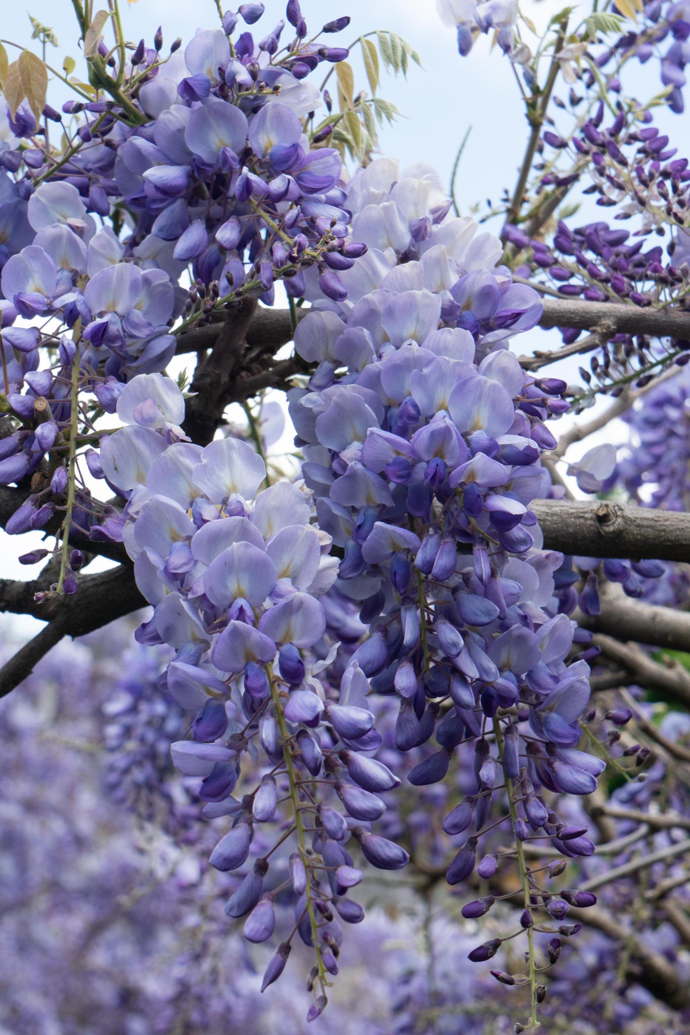 2x Wisteria sinensis 'Prolific' - ?65cm - Ø15