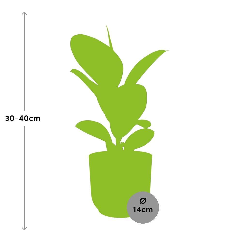 Ficus Elastica 'Robusta' in ELHO Vibes Fold 14cm roze