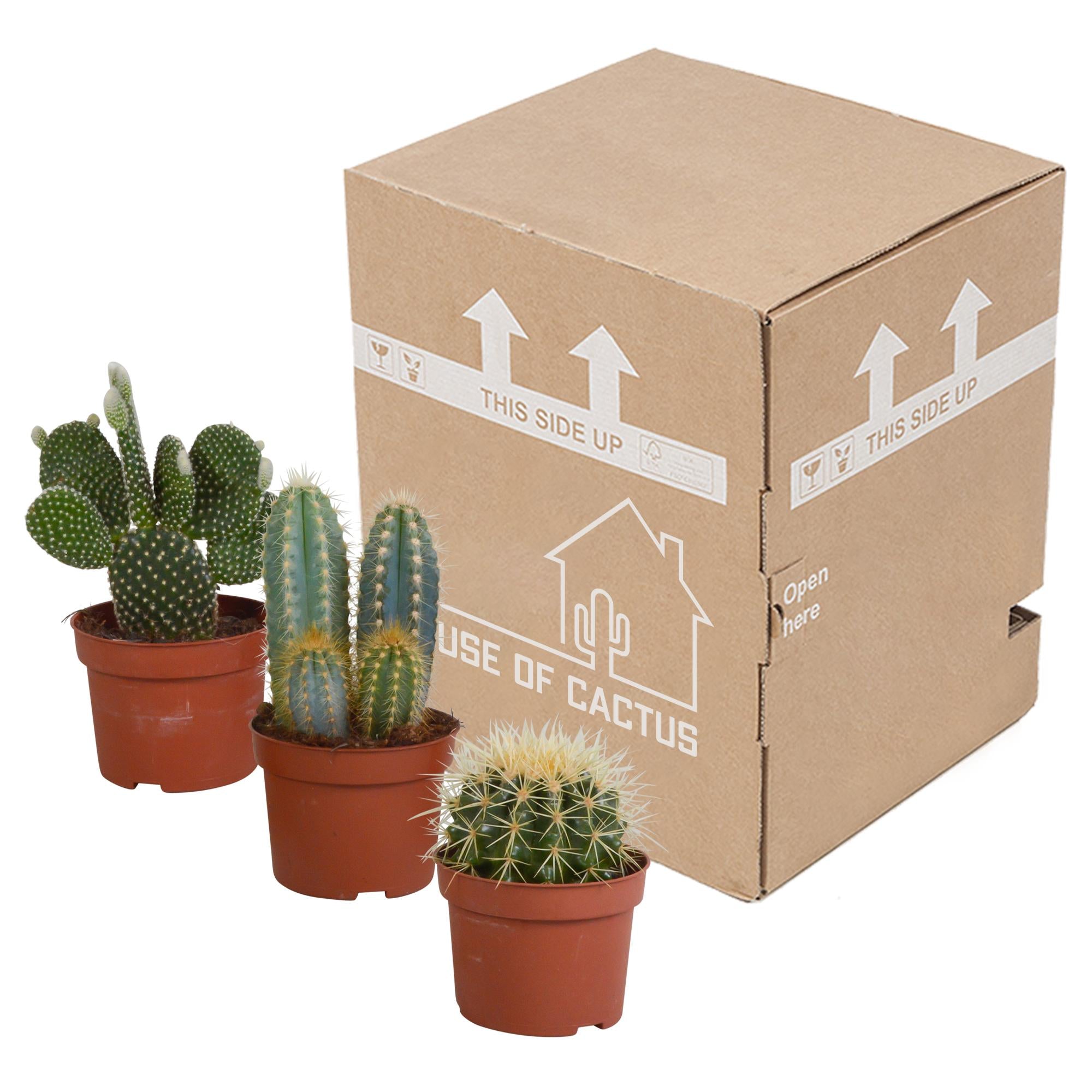 Cactusmix 10,5 cm - 3x - zonder pot