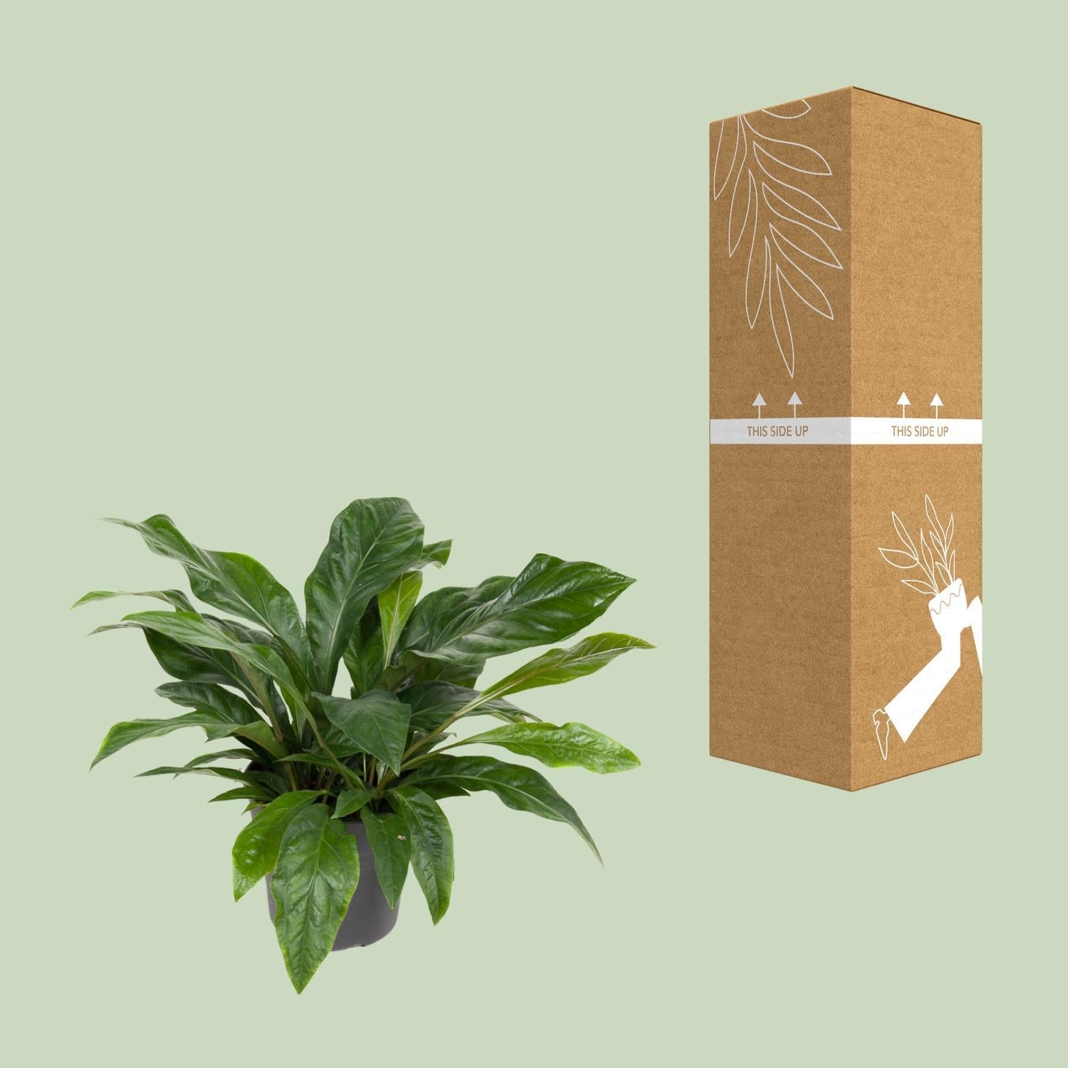 Anthurium Jungle Struik - Ø30cm - ↕70cm