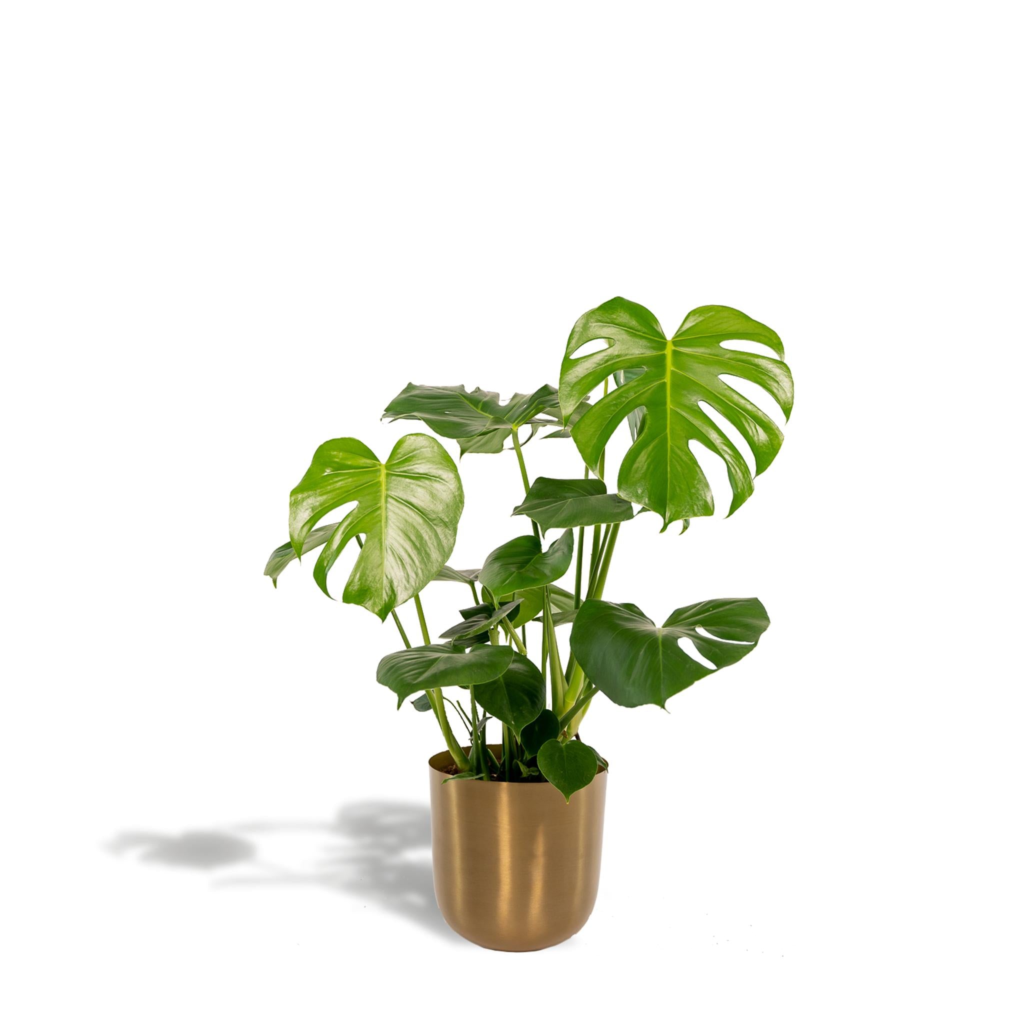 Monstera Deliciosa - ?80cm - Ø21cm + Topf Mayk Gold