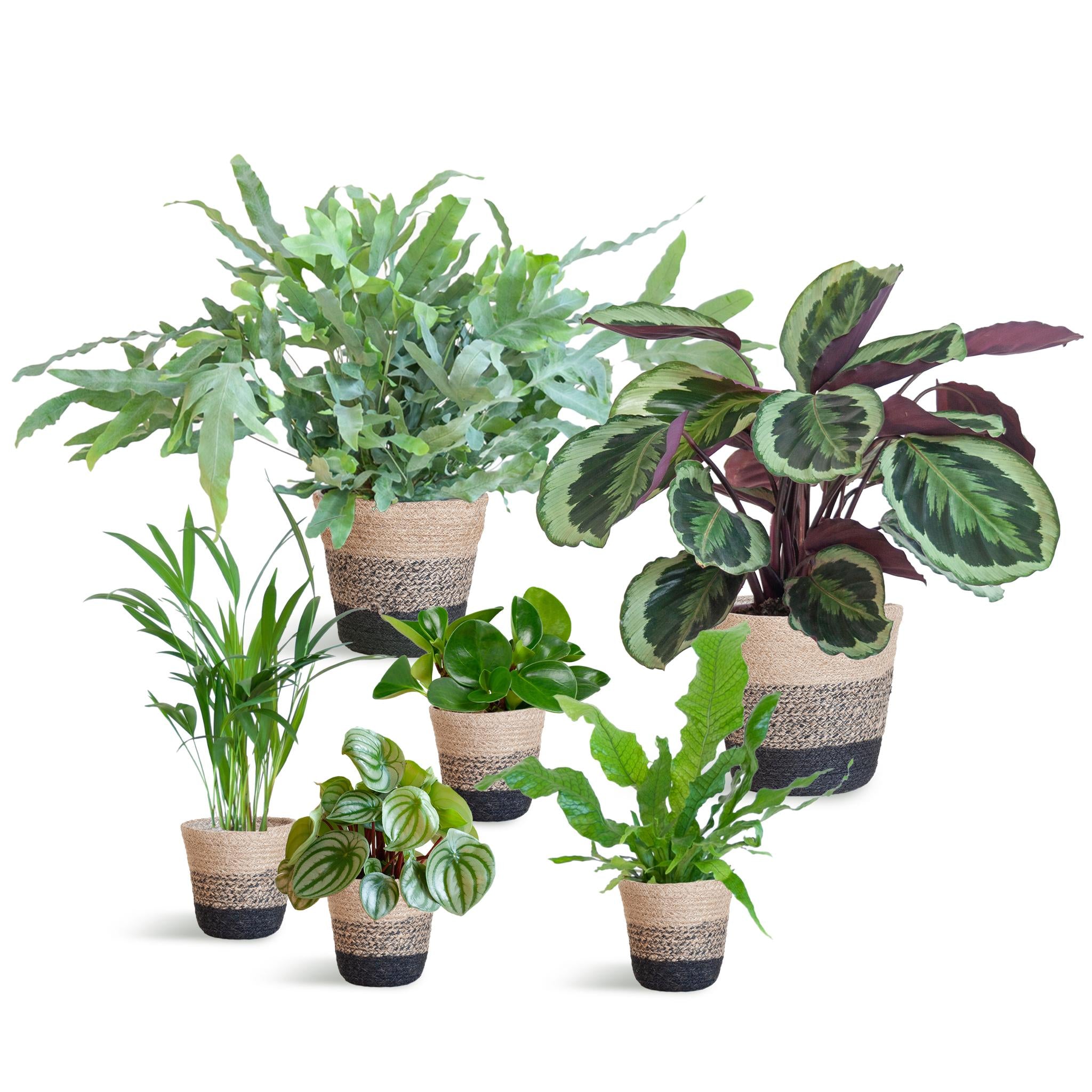 Diervriendelijke plantenset Groot