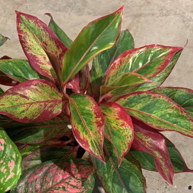 Aglaonema Kreta - Ø14cm - ↕30cm