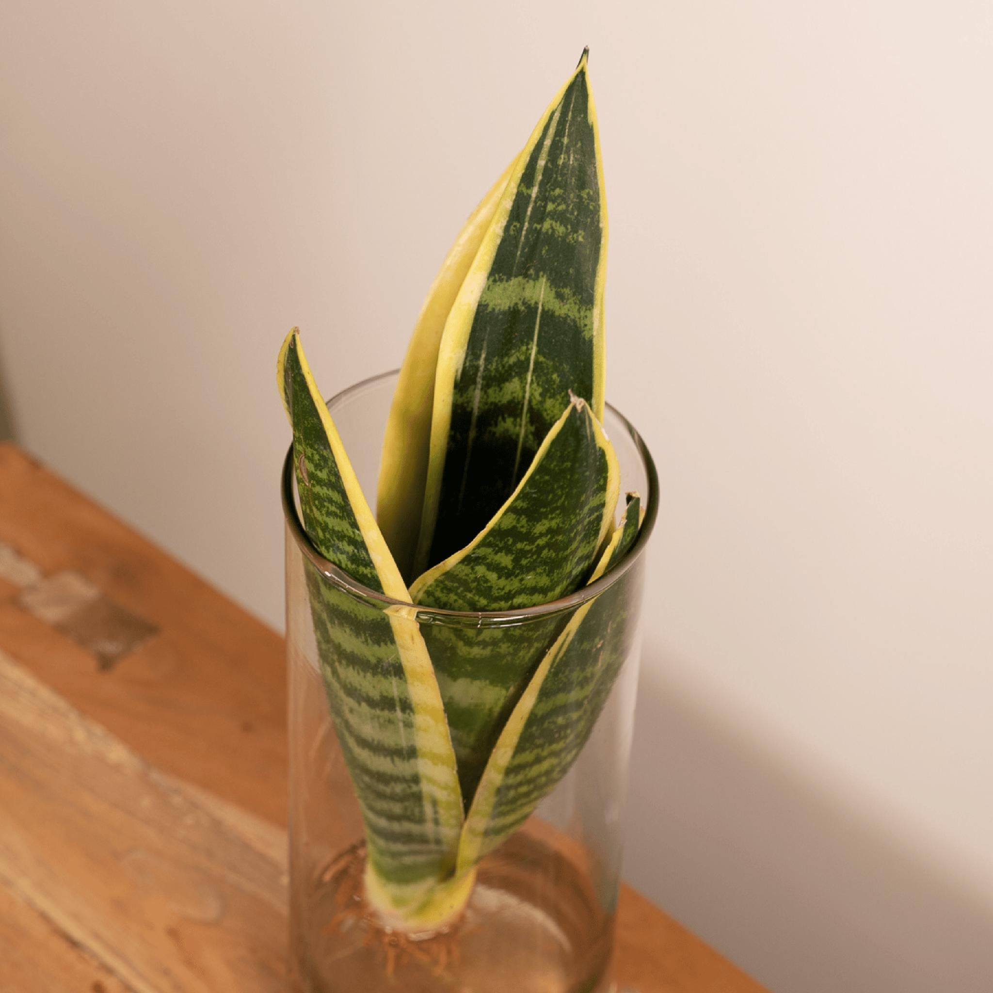 Sanseviera in Cilinderglas - Ø12cm - ↕30cm