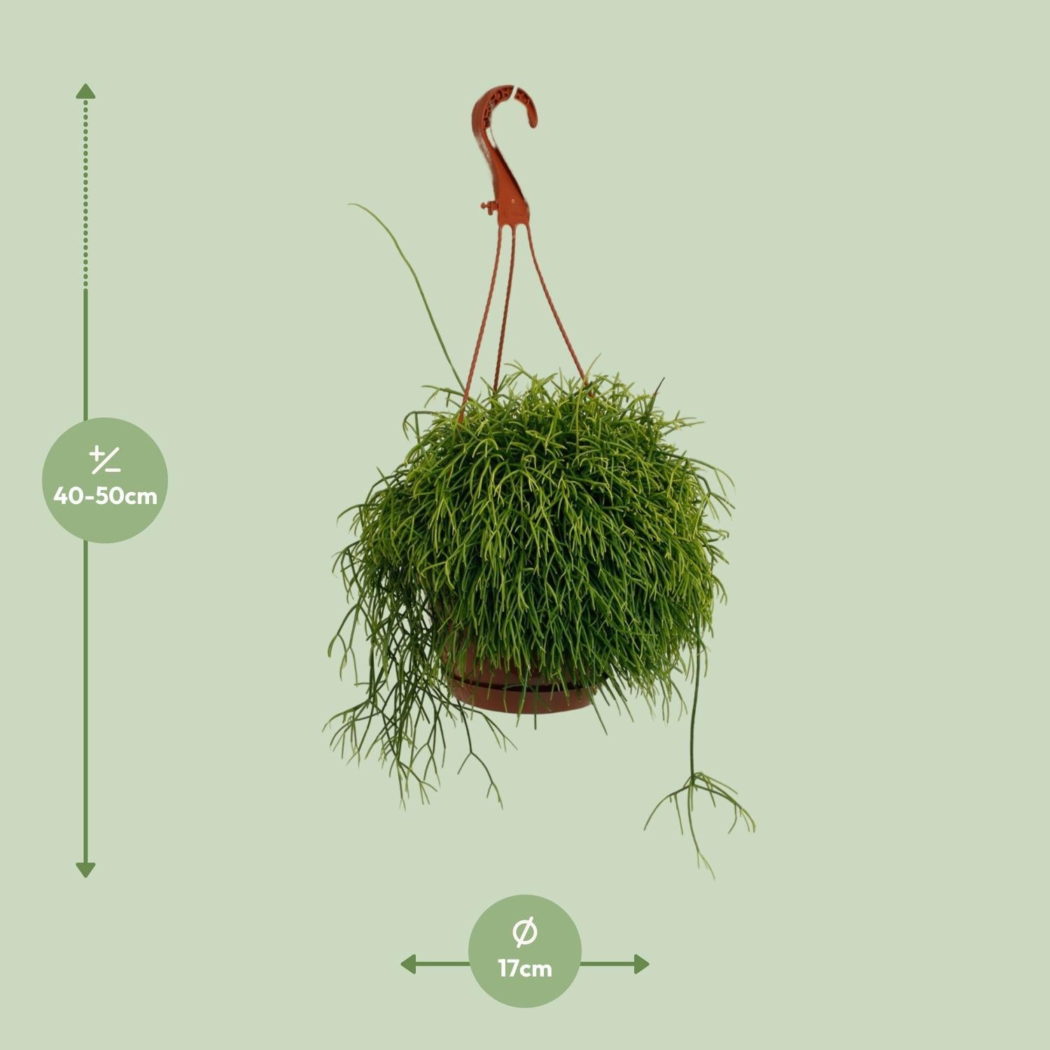 Rhipsalis Cassutha - Ø17cm - ↕45cm