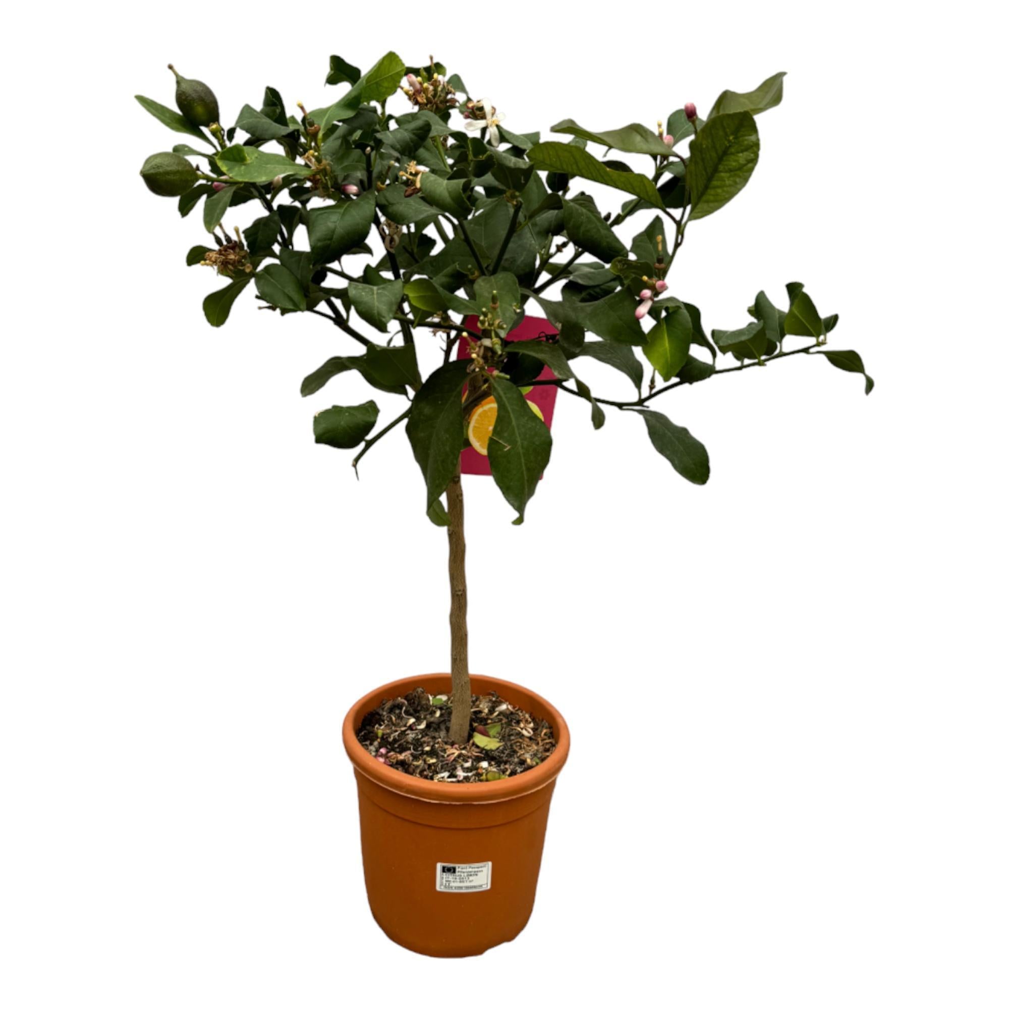 Citrus Citroen - 80 cm - Ø22cm