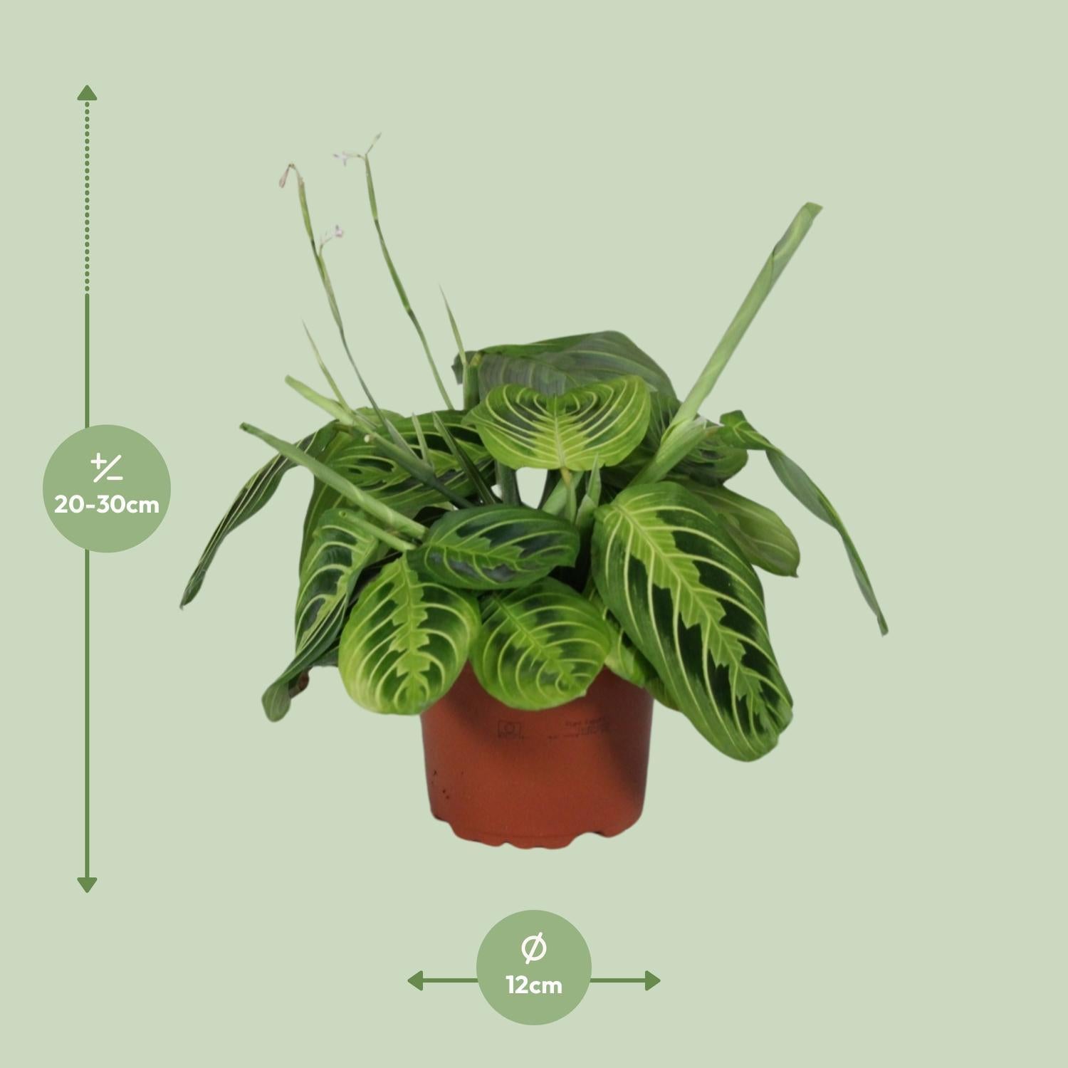 Maranta Leuconeura Fascinator Citroen Limoen - Ø12cm - ↕30cm