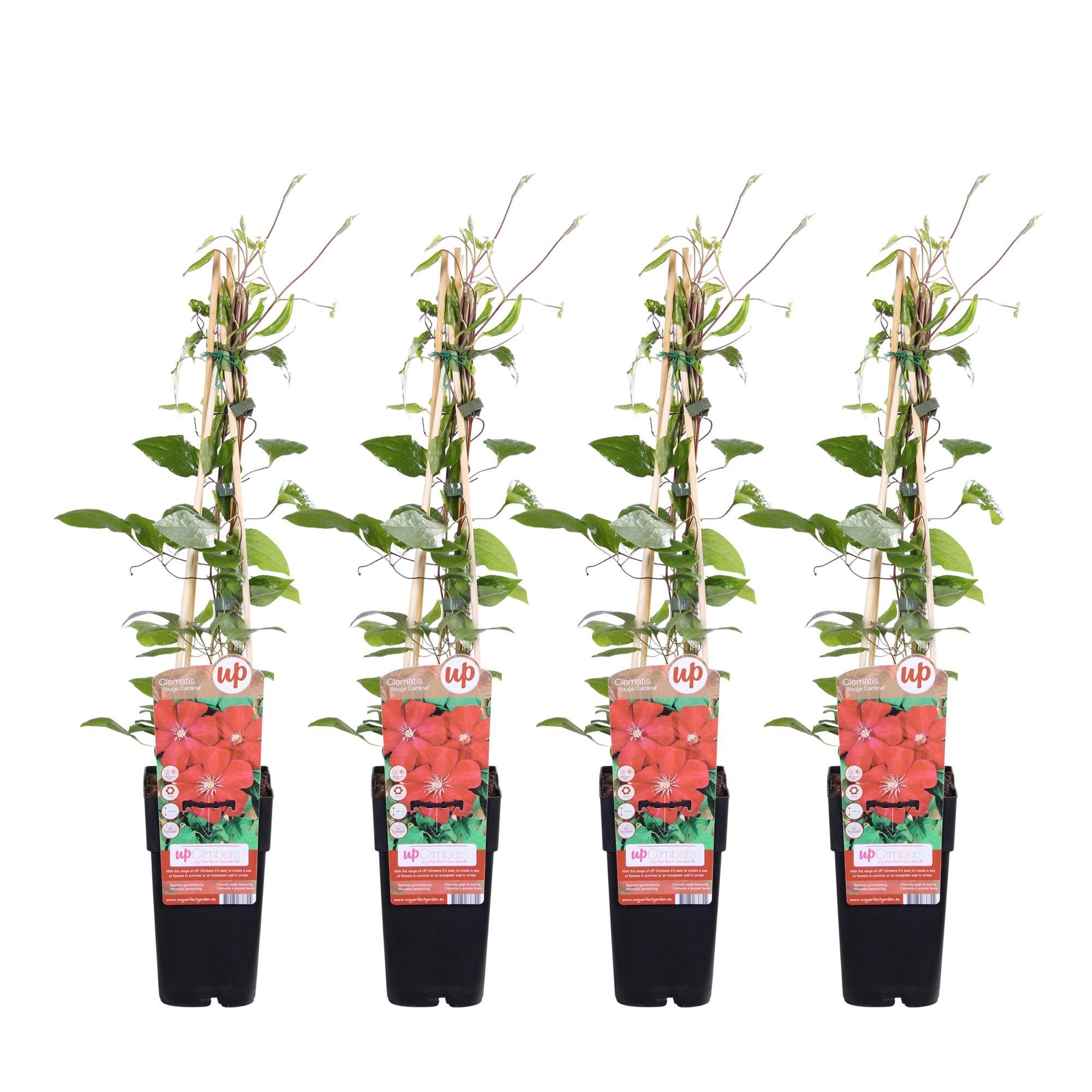 4x - Clematis Rouge Cardinal - ?65cm - Ø15