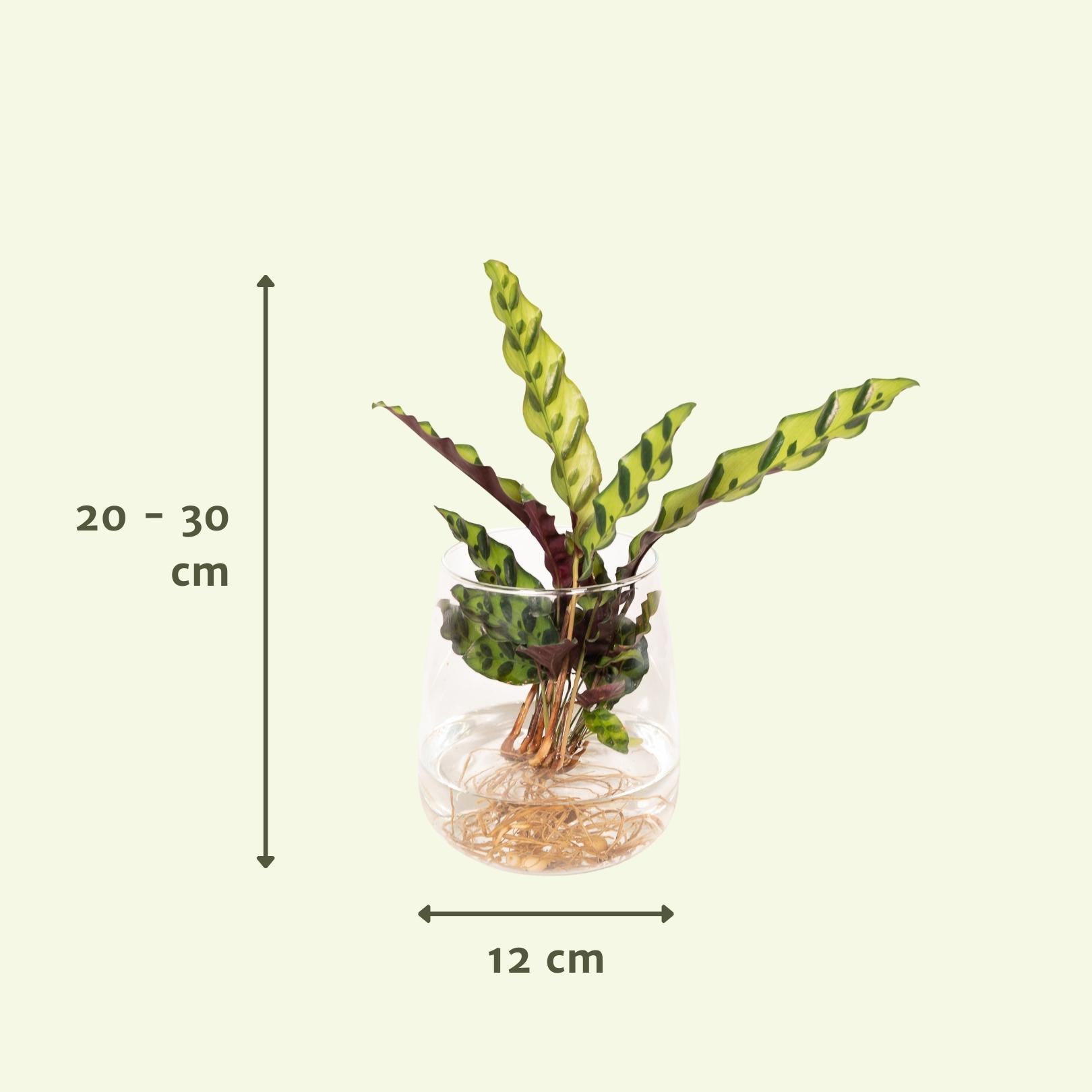 Calathea Insignis in Kingston-glas - 30cm - ø12