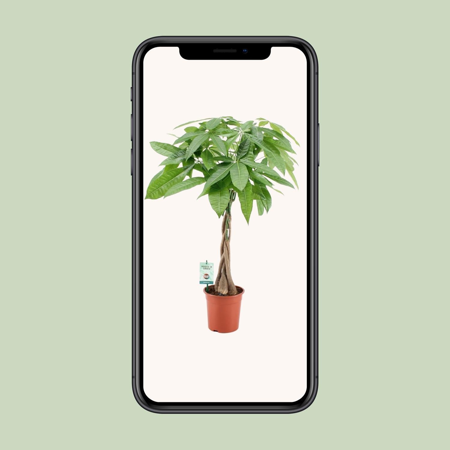 Pachira Aquatica - Ø19cm - ↕80cm