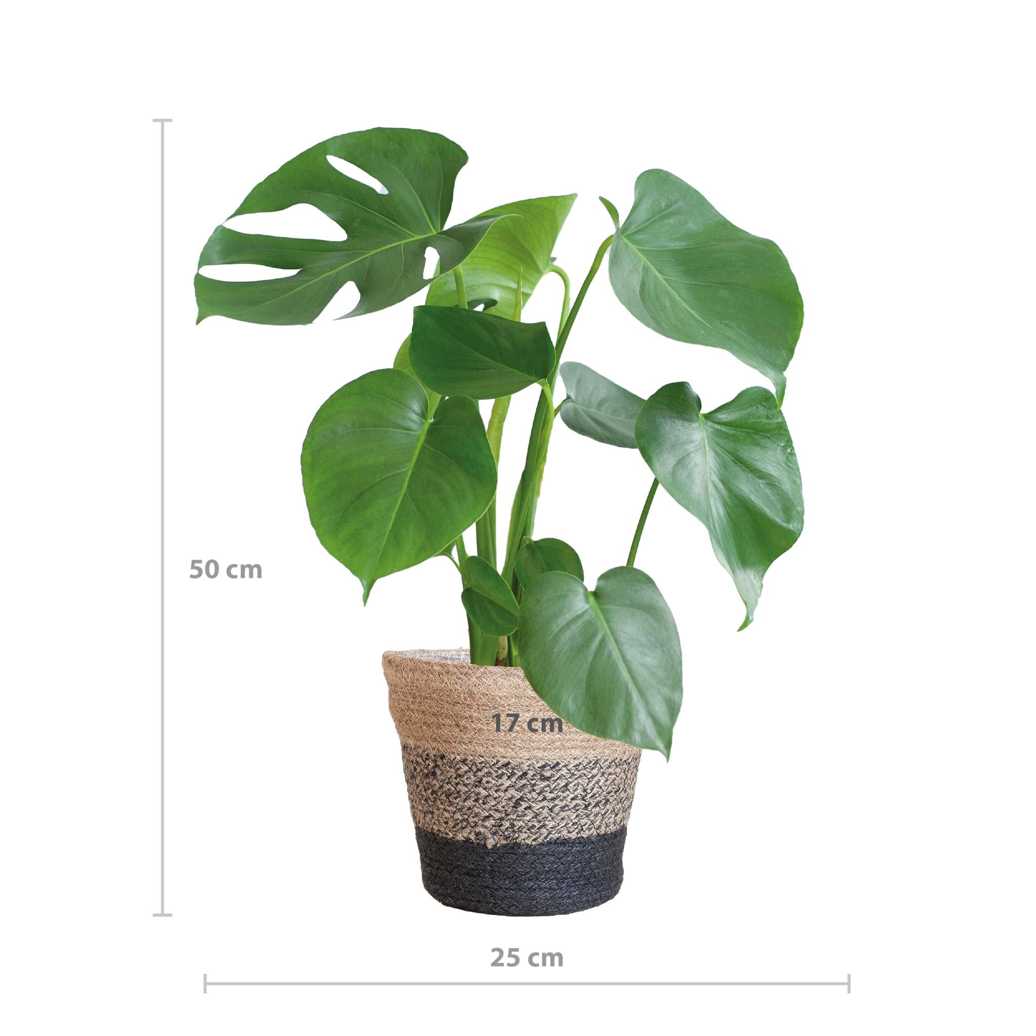 Monstera Deliciosa met Lissabon mand zwart - 50cm - Ø17