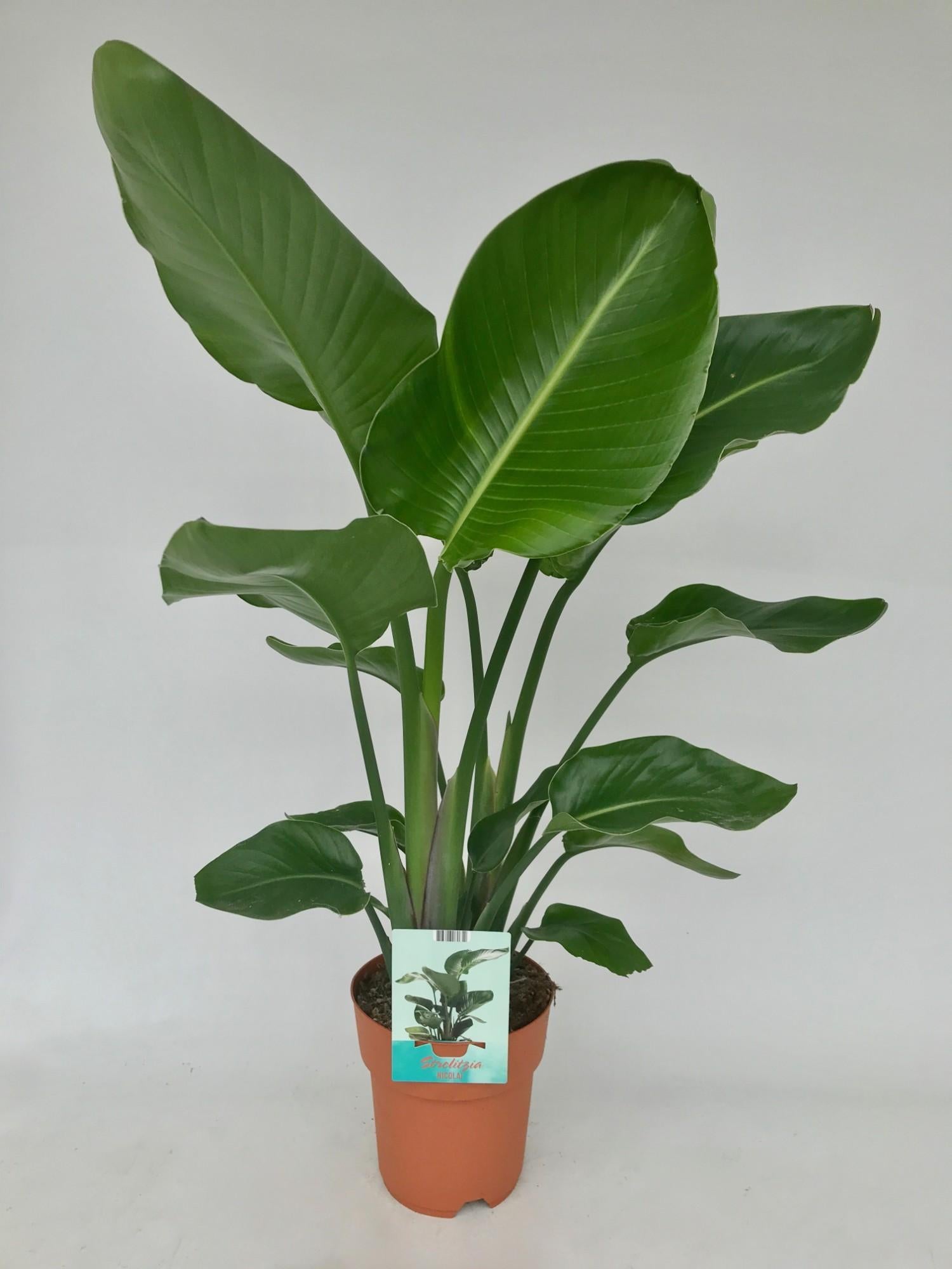 Strelitzia Nicolai - Ø19 ↕95