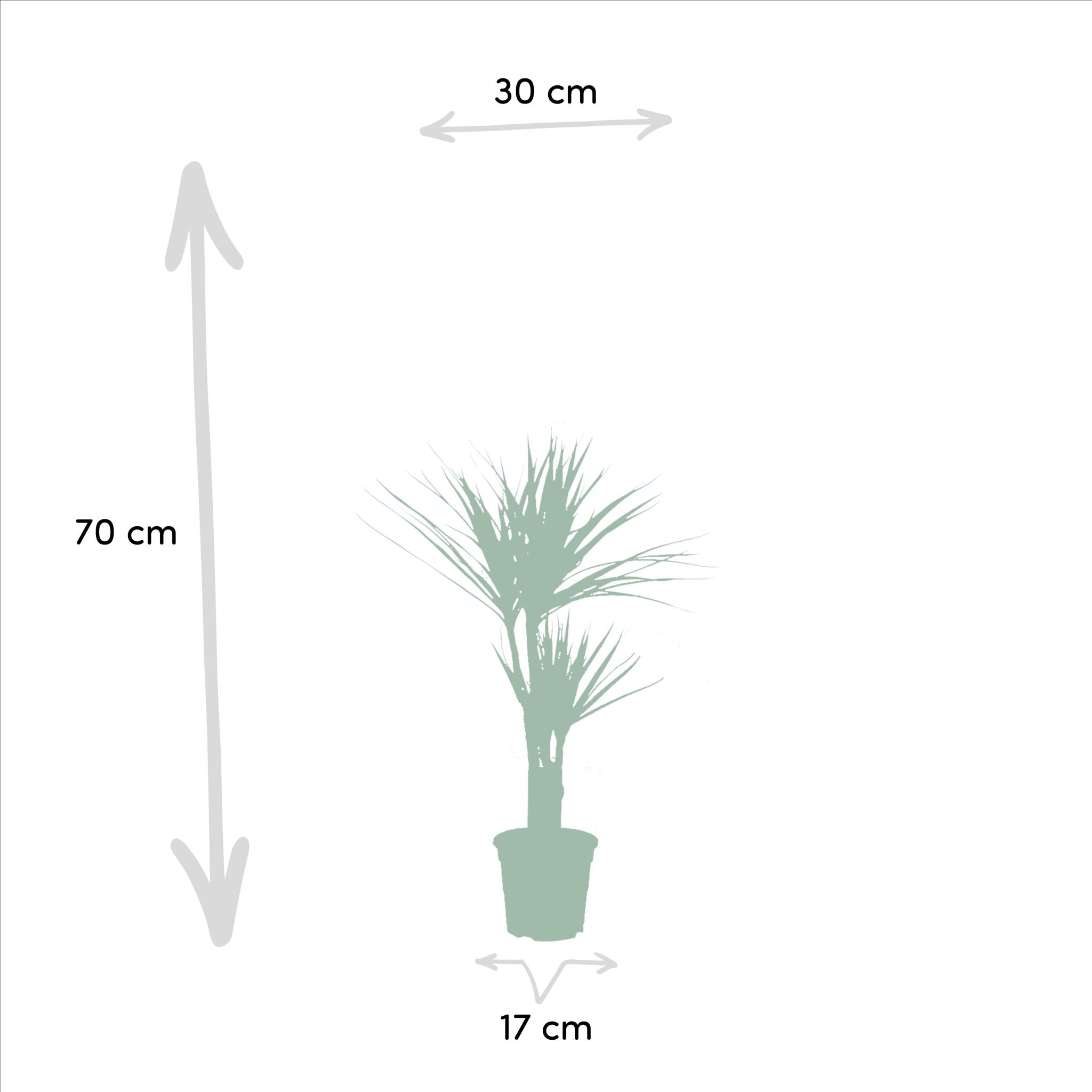 Dracaena - ?120cm - Ø21cm + Dracaena - 70cm - Ø17cm