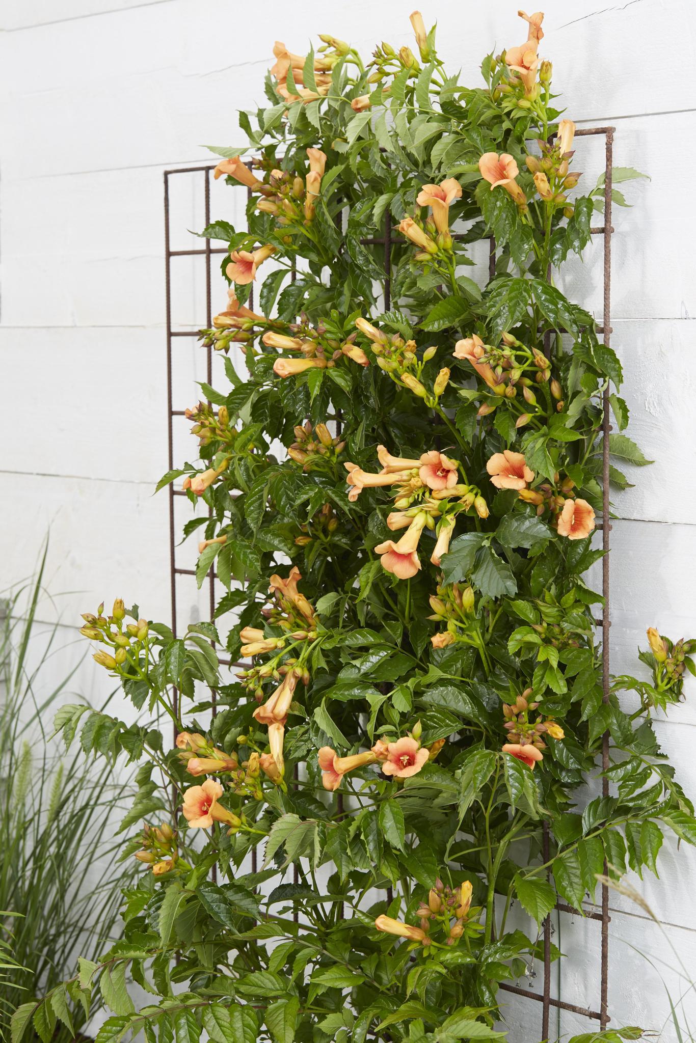 Campsis Indian Summer - Trompetbloem Oranje - Ø15 - ?65cm