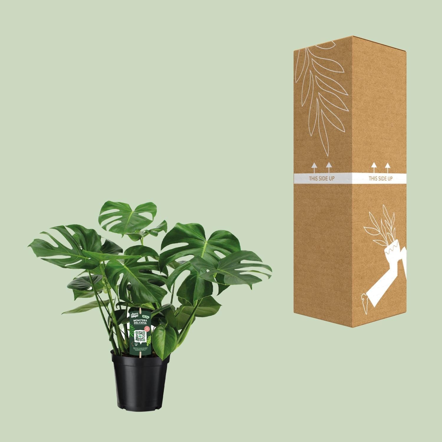 Monstera Deliciosa - Poortplant - 65cm - Ø21 - Ø21 - 65cm
