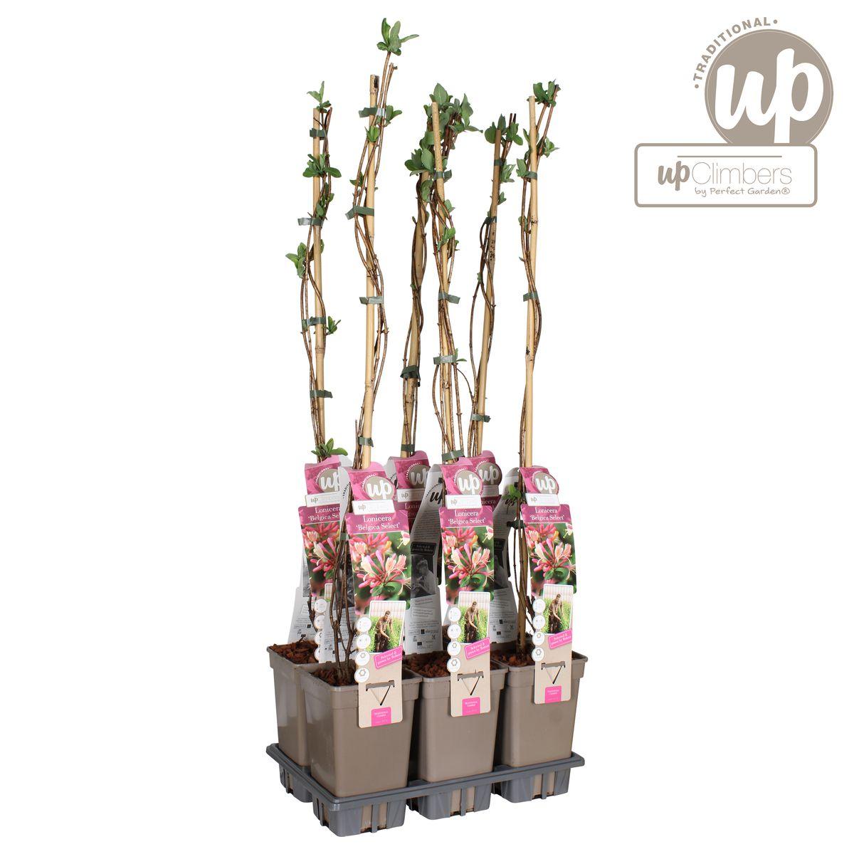 Lonicera periclymenum 'Belgica' - ?65cm - Ø15