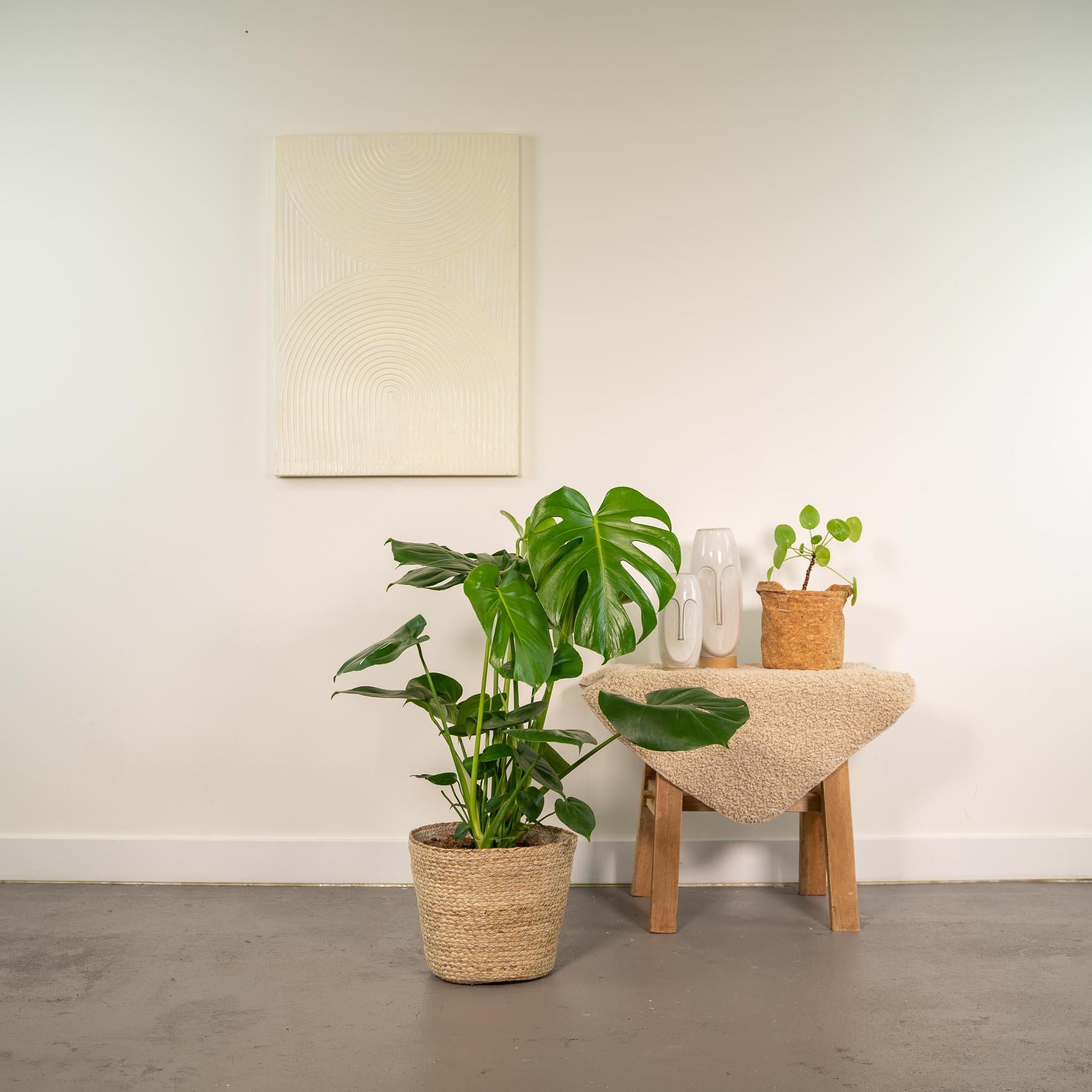Monstera Deliciosa - ?80cm - Ø21cm + Mand Selin