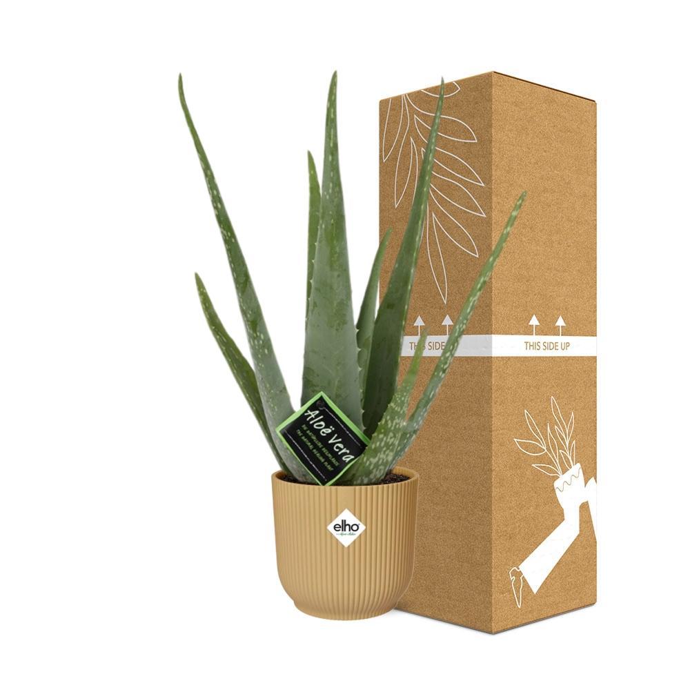Aloë Vera 12cm in ELHO Vibes Fold 14cm geel