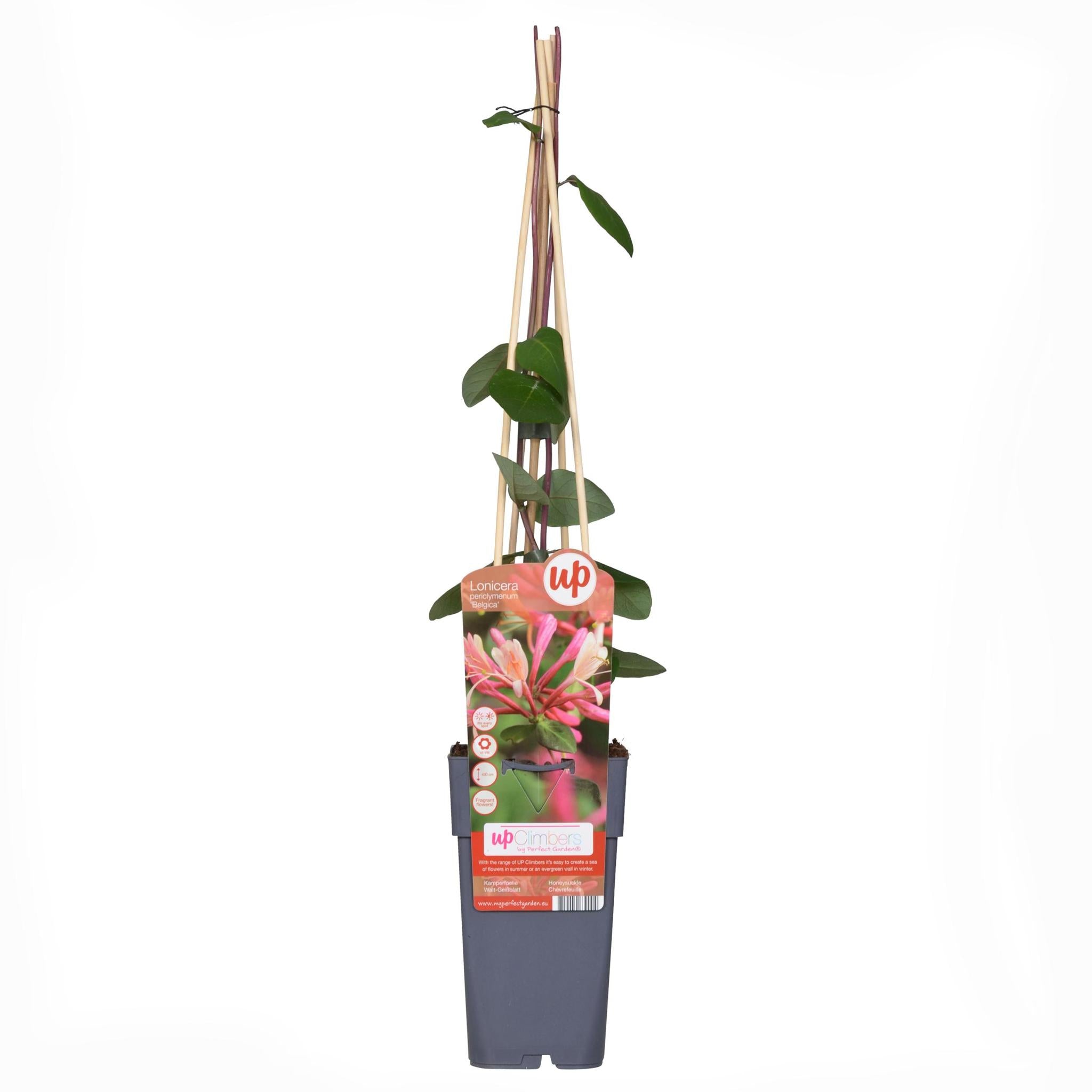 4x - Lonicera periclymenum 'Belgica' - ?65cm - Ø15