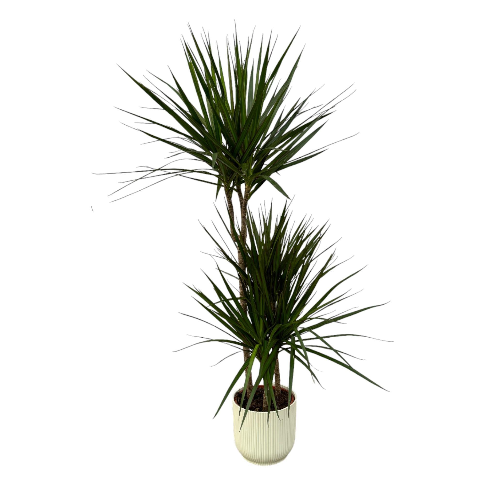 Dracaena Marginata - ?120cm - Ø21cm inclusief elho Vibes Fold Round wit D22xH20